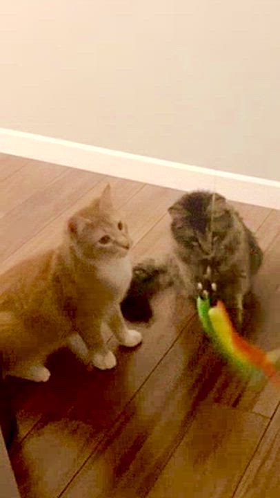 Enlarge MATTY & BB ***BONDED PAIR***, a Adopted mixed breed in Austin, TX video 6/6