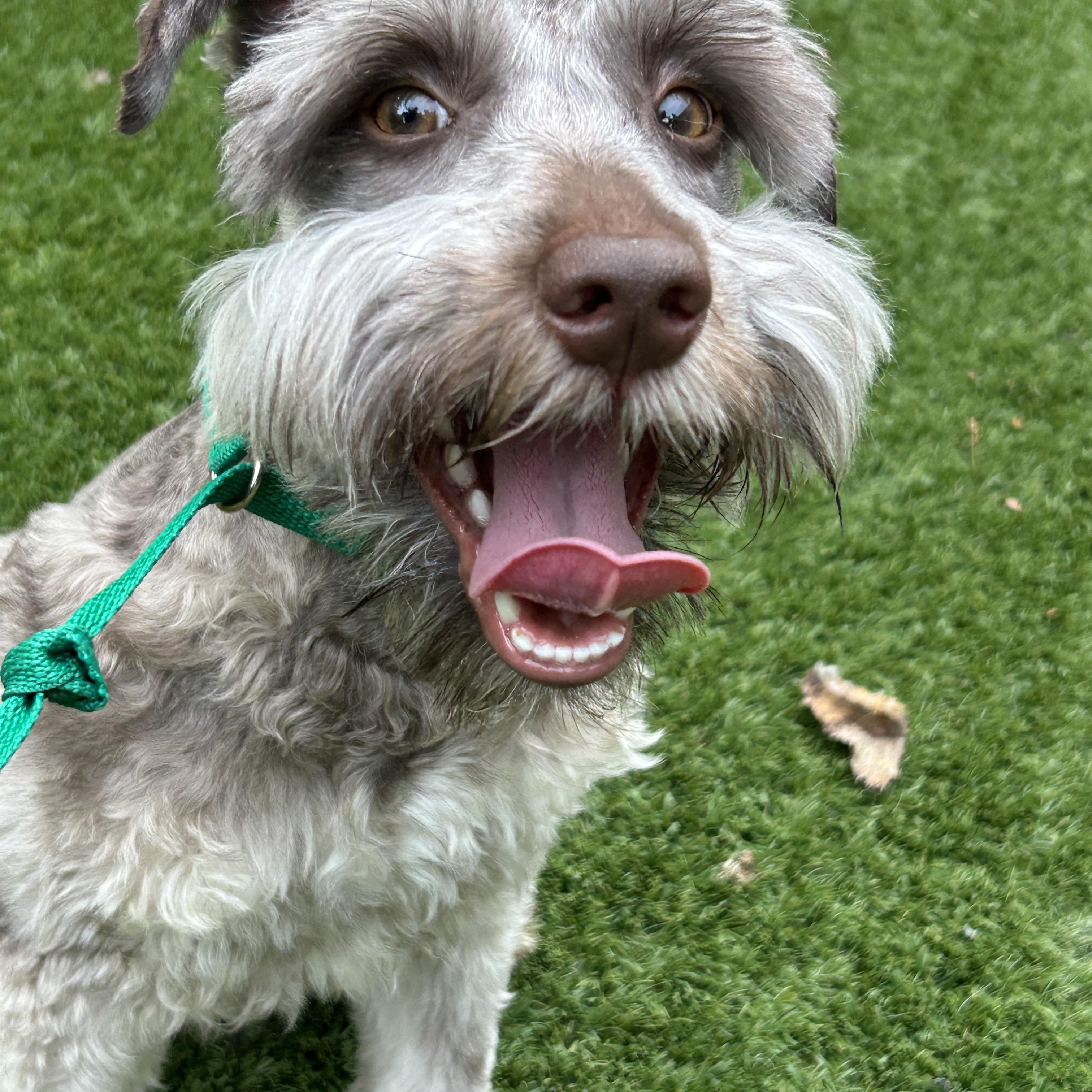 Fritz, an adoptable mixed breed in Sarasota, FL image 3/4