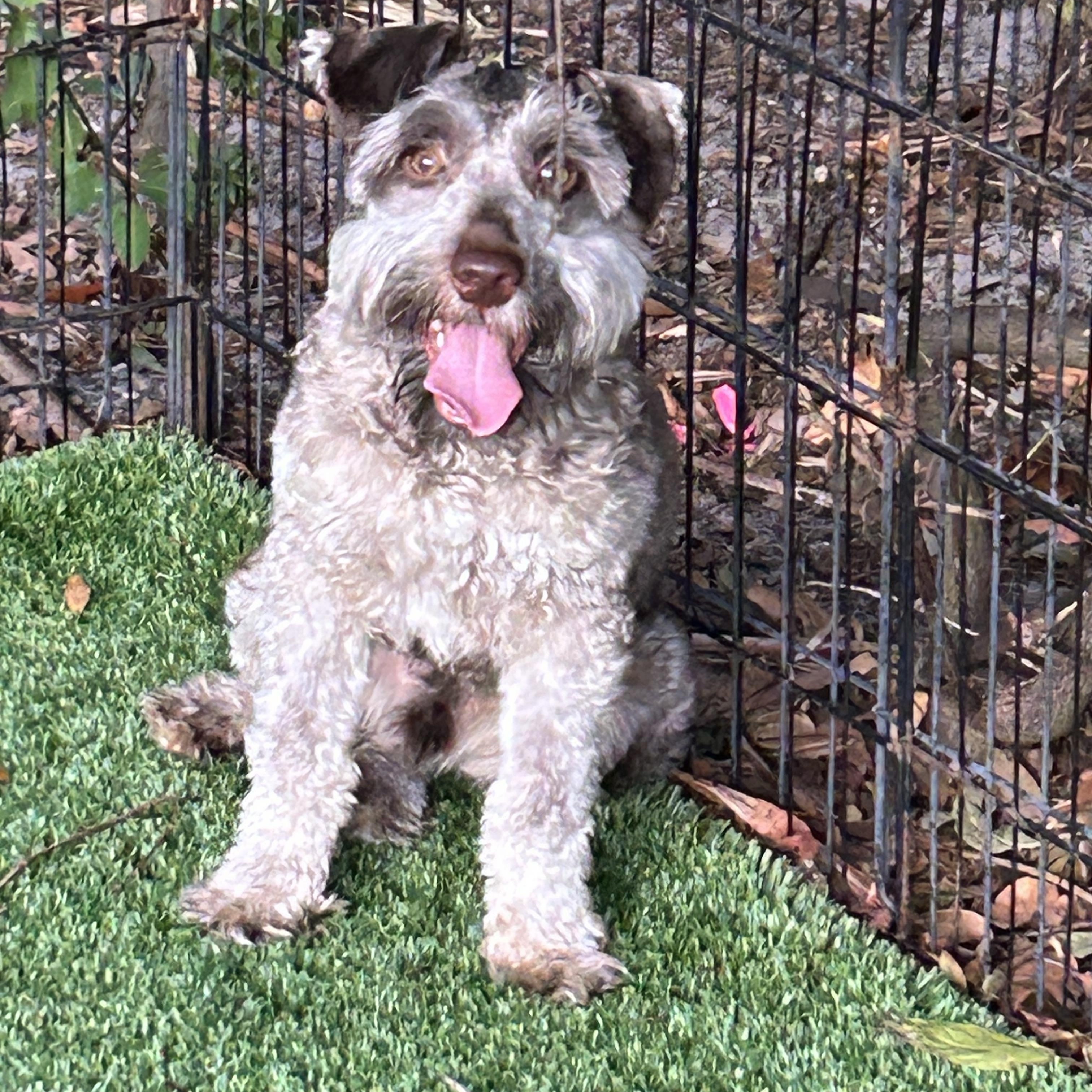 Fritz, an adoptable mixed breed in Sarasota, FL image 4/4