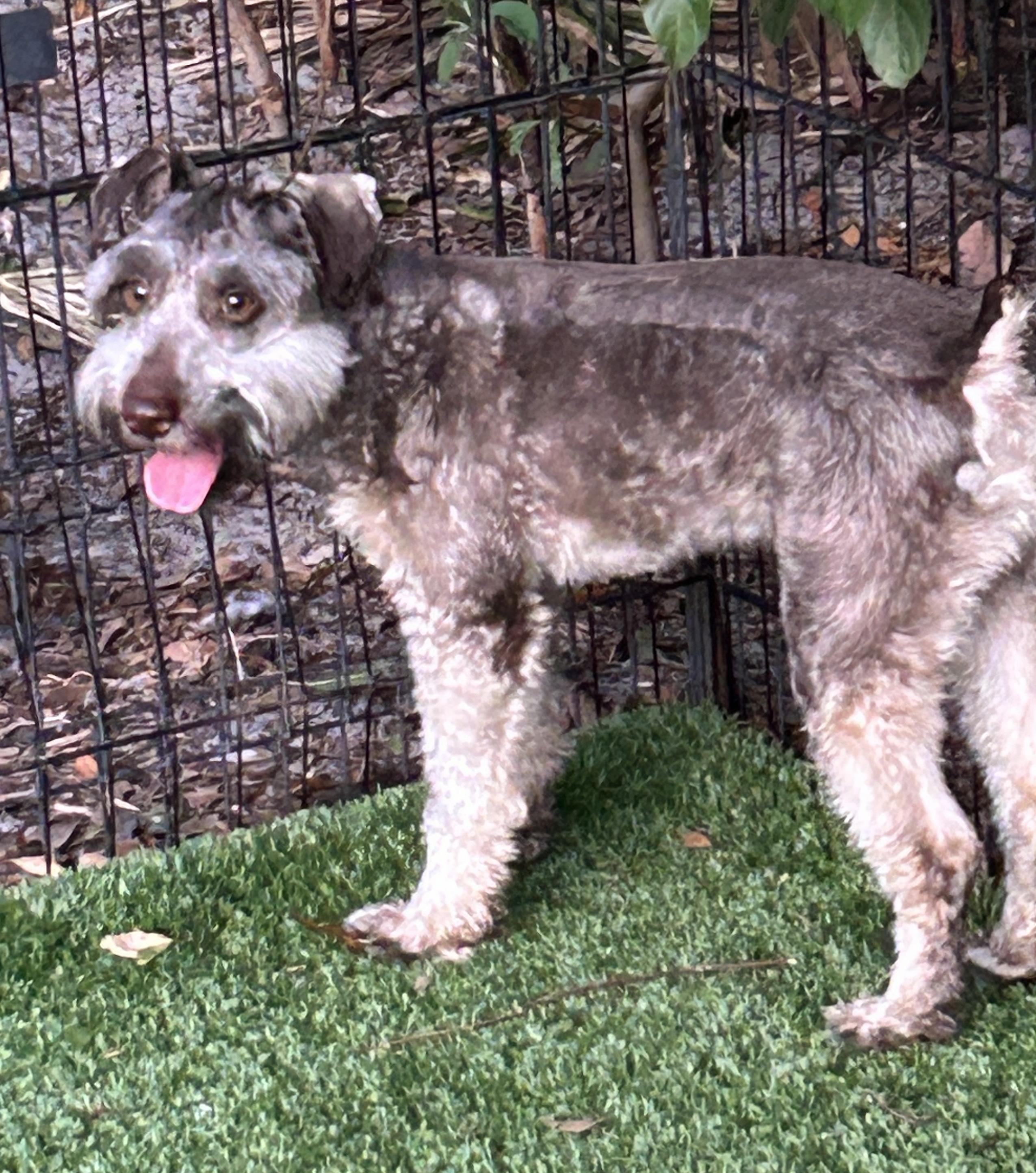 Fritz, an adoptable mixed breed in Sarasota, FL image 1/4