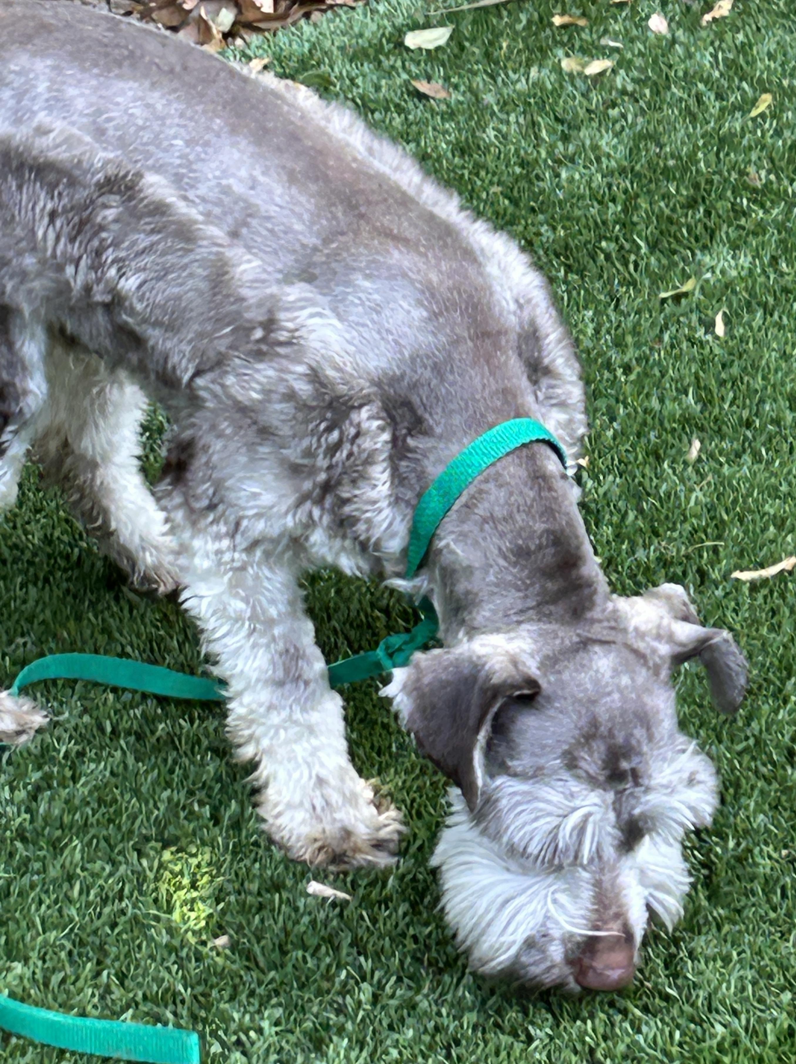 Fritz, an adoptable mixed breed in Sarasota, FL image 2/4