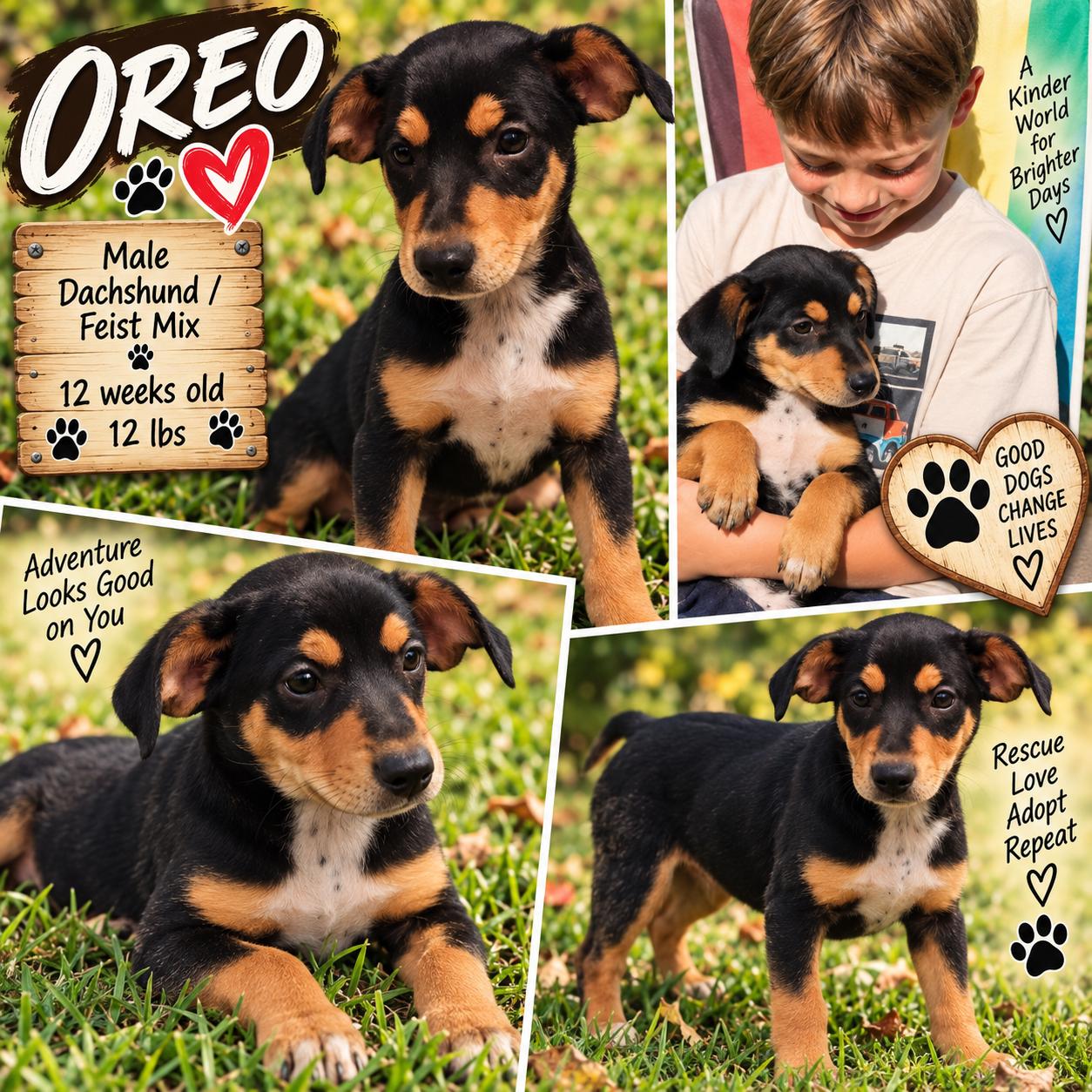 OREO, Adoptable, Puppy Male Dachshund & Rat Terrier.