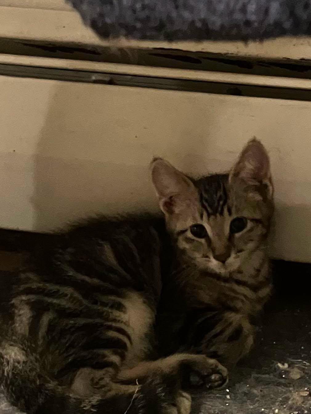 Mochi, a Adoptable Domestic Short Hair in Rochester, NY image 1/2