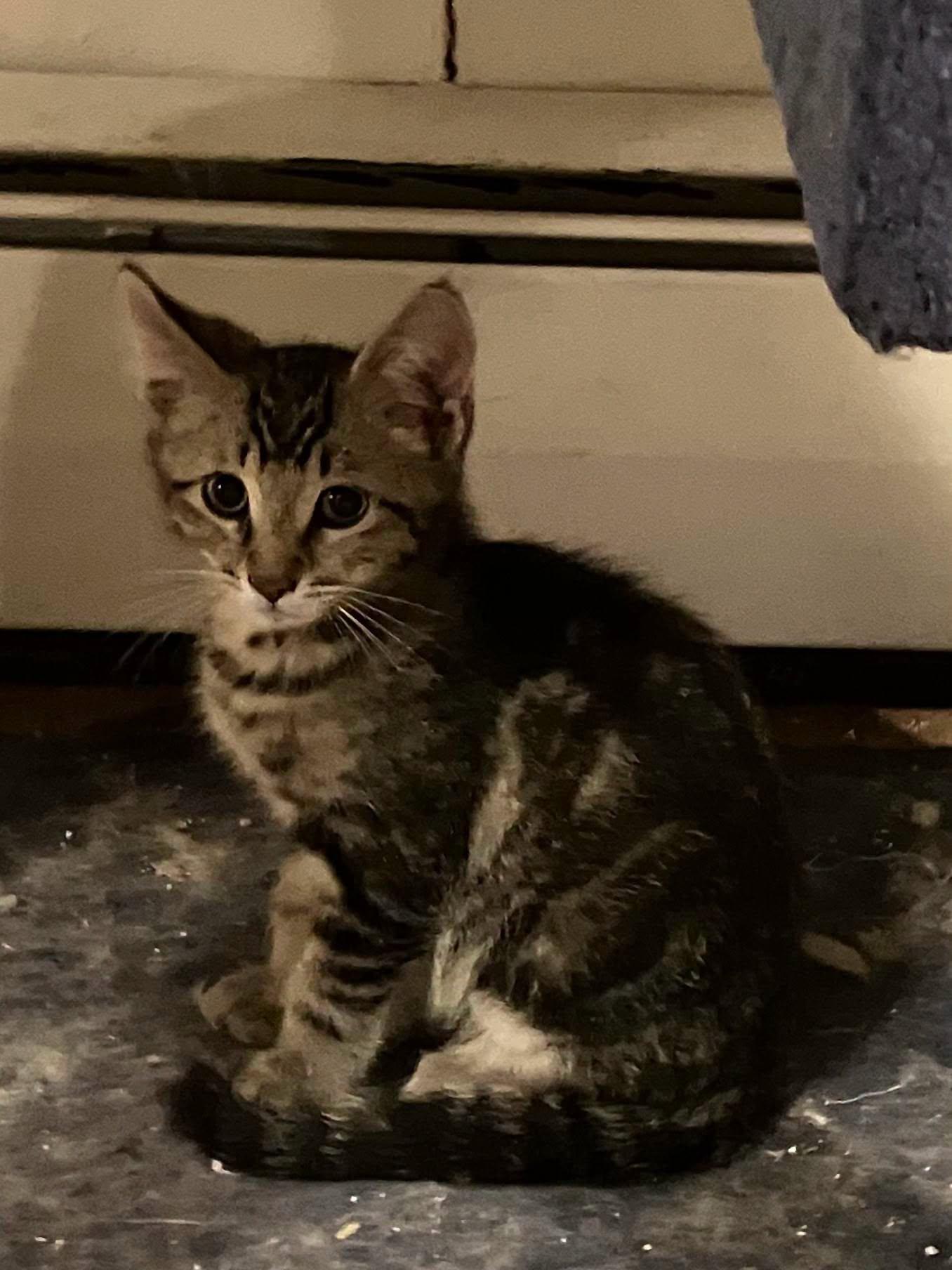 Mochi, a Adoptable Domestic Short Hair in Rochester, NY image 2/2