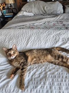 Cleo, Adoptable, Adult Female Tabby.