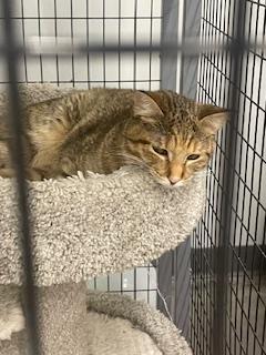 Pinky, Young Female Tabby