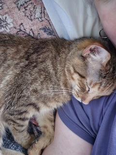 Cleo, a Adoptable Tabby in Mesquite, TX image 2/3