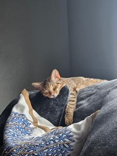 Cleo, a Adoptable Tabby in Mesquite, TX image 3/3