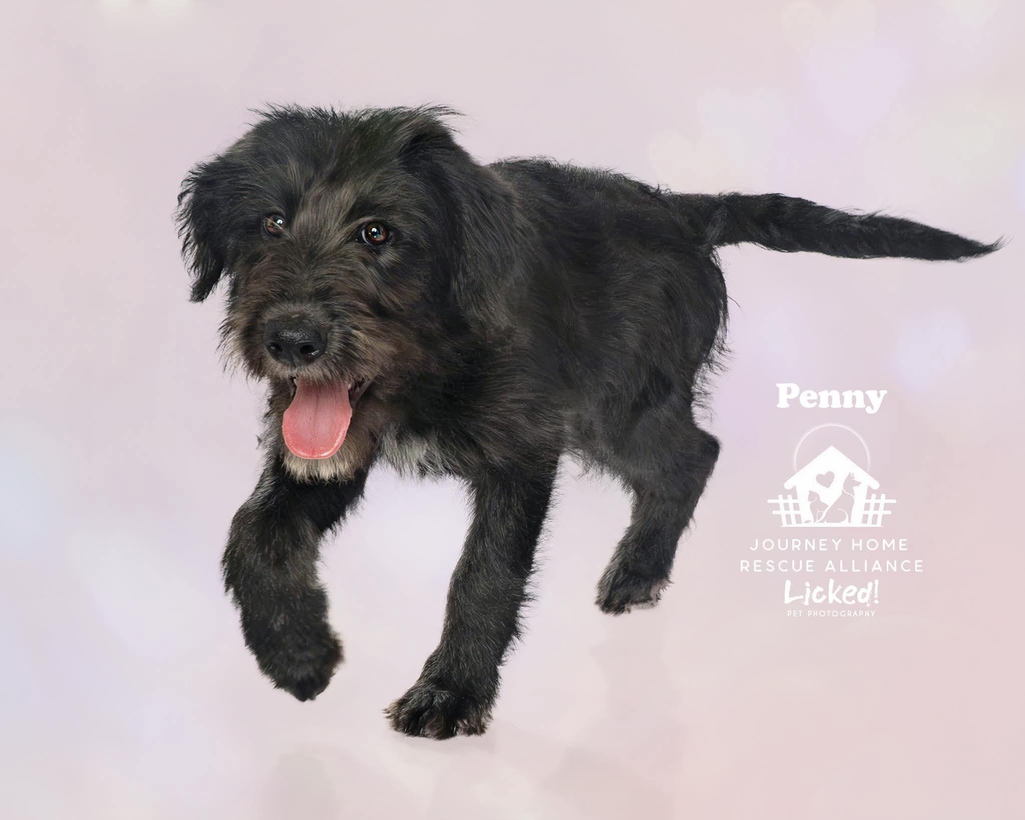 Penny, adoptable, Puppy Female Wirehaired Terrier.