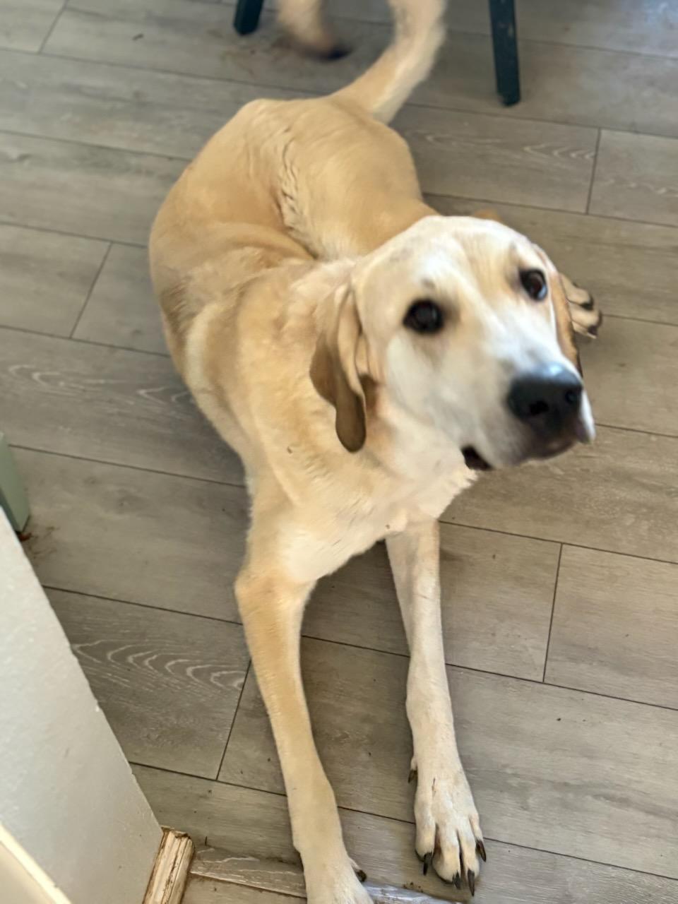 Enlarge Benji, an adopted mixed breed in Aspen, CO image 1/1