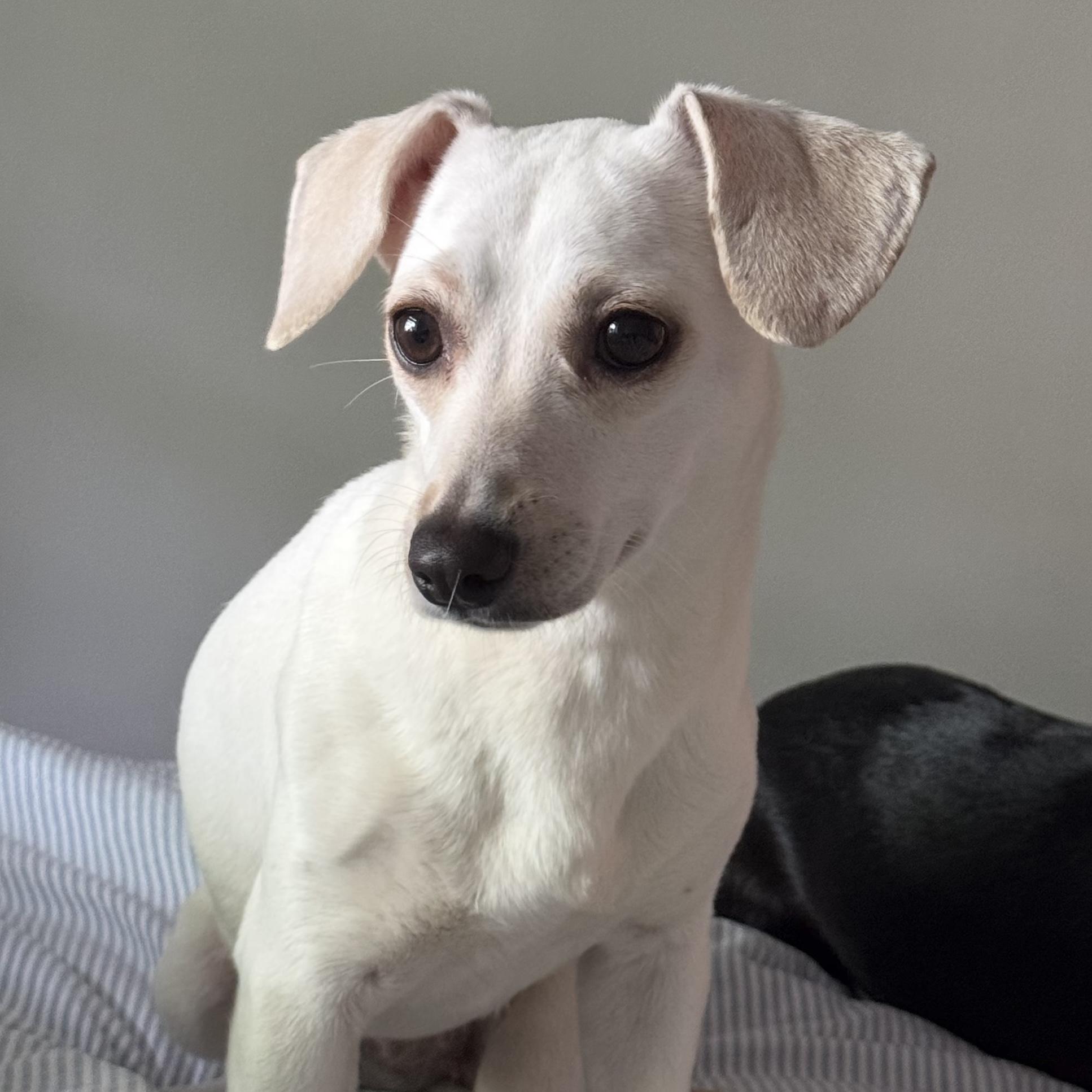 Zendaya, adopted, Young Female Chihuahua.