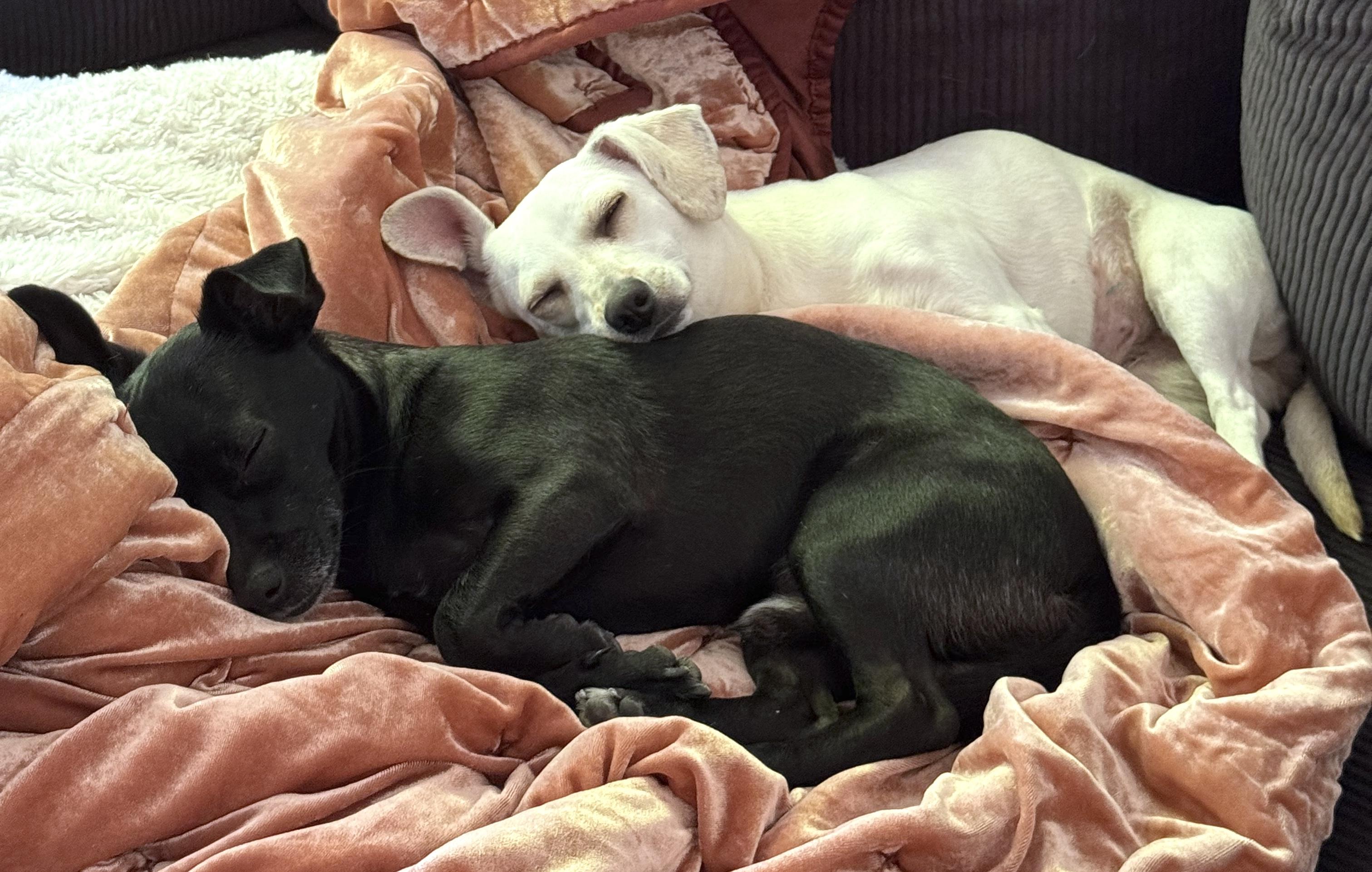 Enlarge Zendaya, an adopted mixed breed in Brooklyn, NY image 4/5