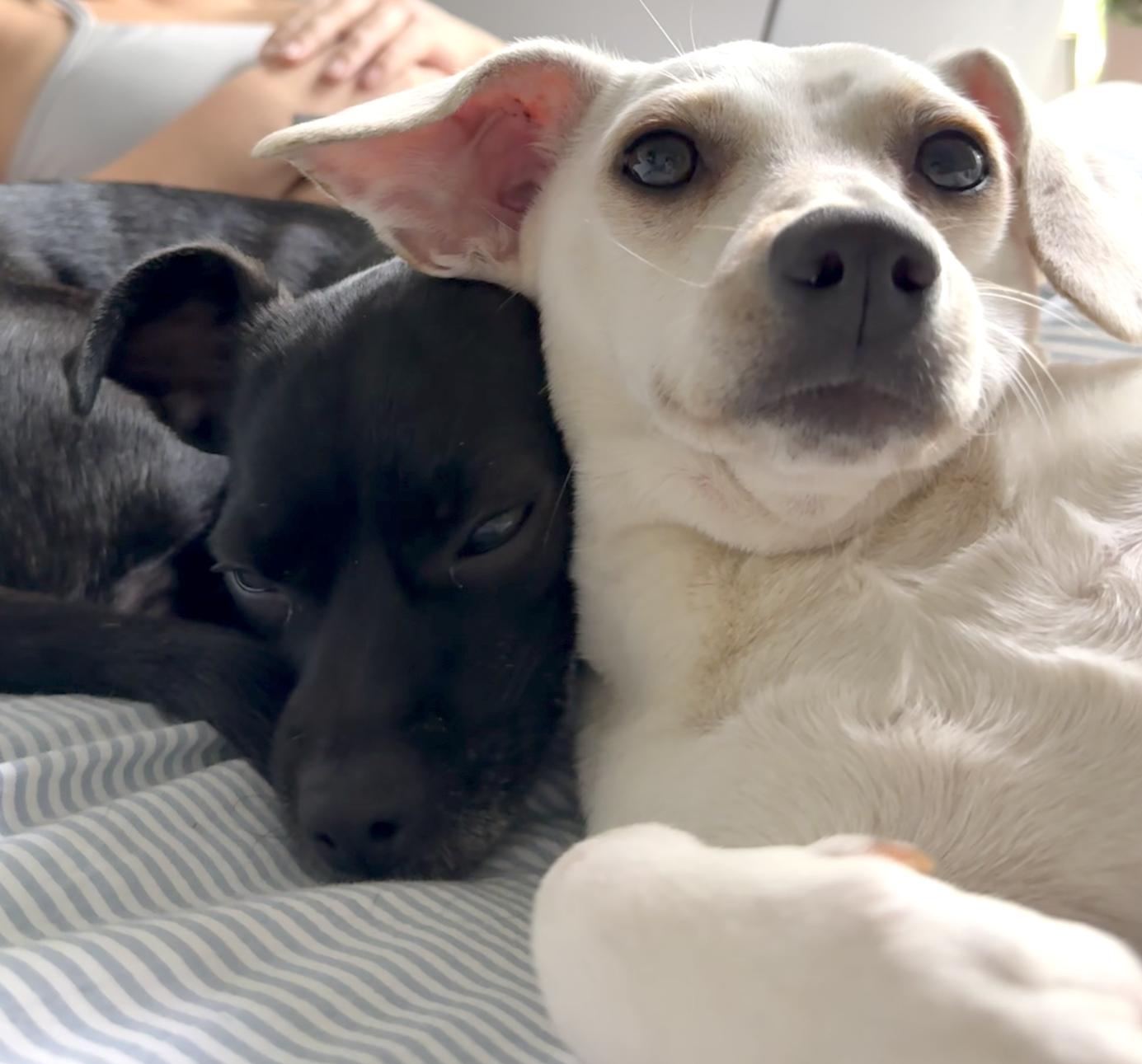 Enlarge Zendaya, an adopted mixed breed in Brooklyn, NY image 5/5