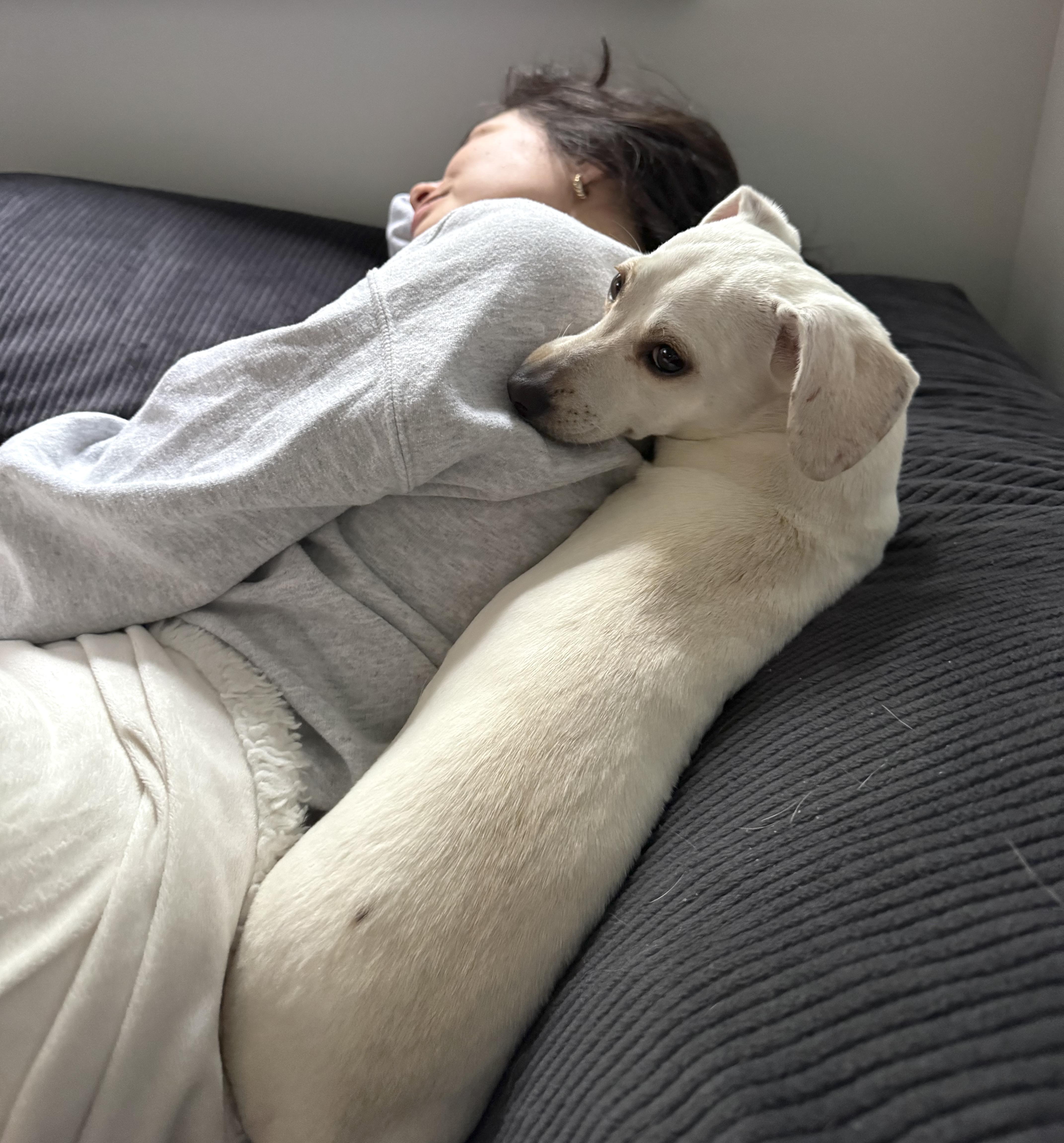 Enlarge Zendaya, an adopted mixed breed in Brooklyn, NY image 2/5