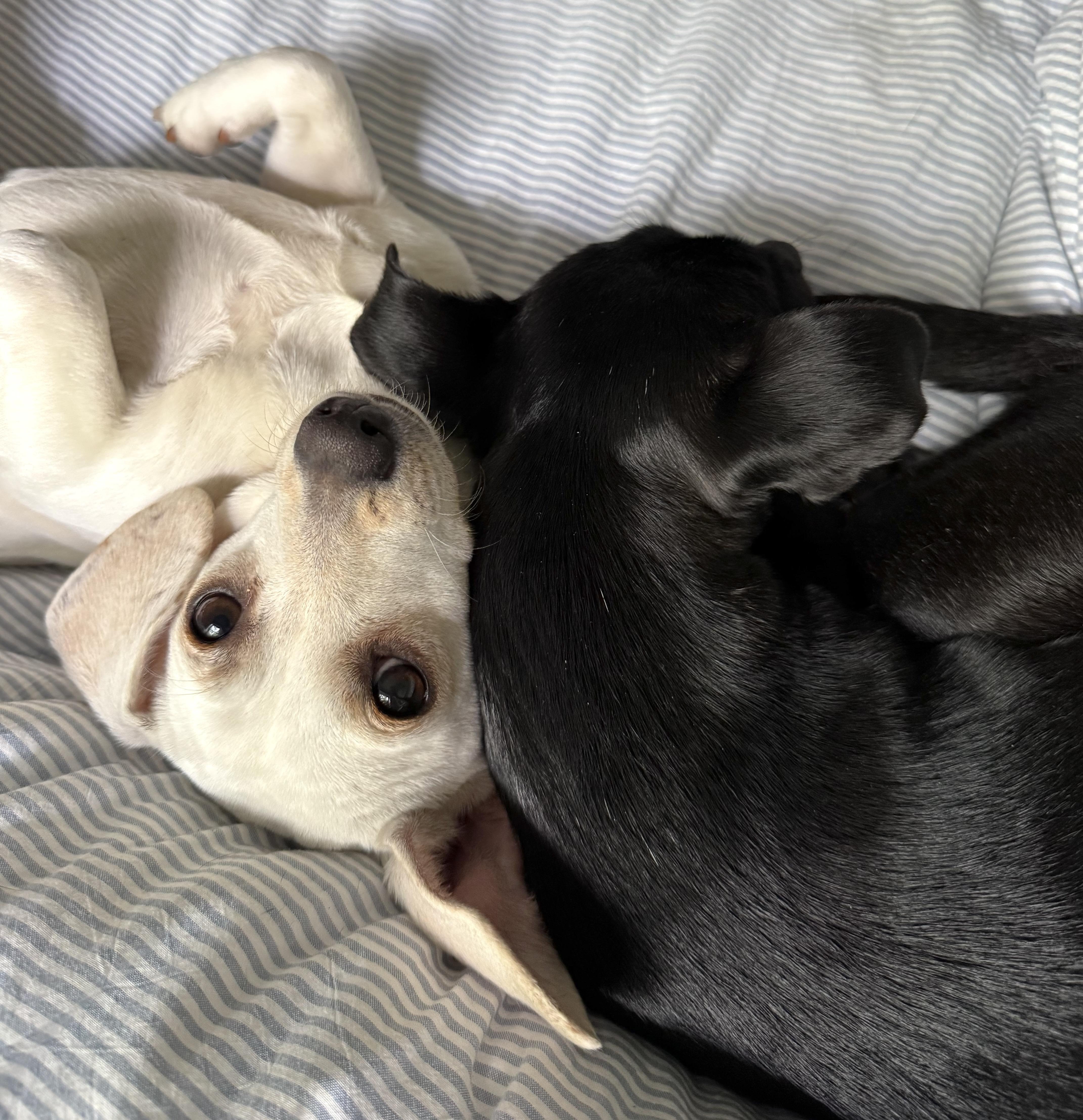 Enlarge Zendaya, an adopted mixed breed in Brooklyn, NY image 3/5