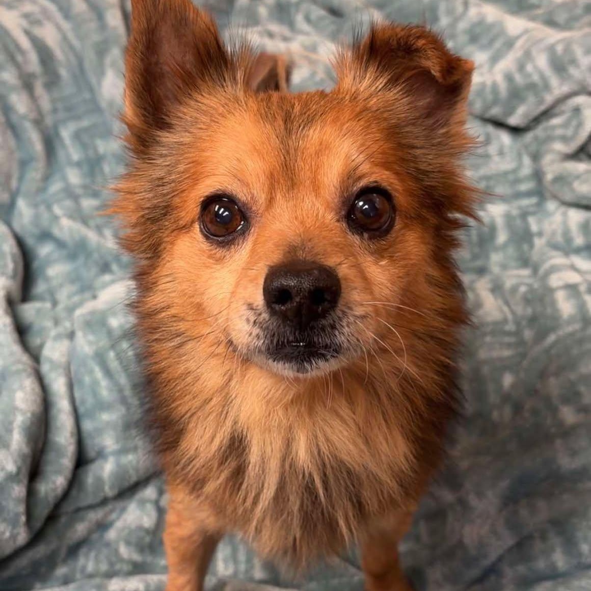 Shab, a Adoptable mixed breed in Valparaiso, IN image 1/2