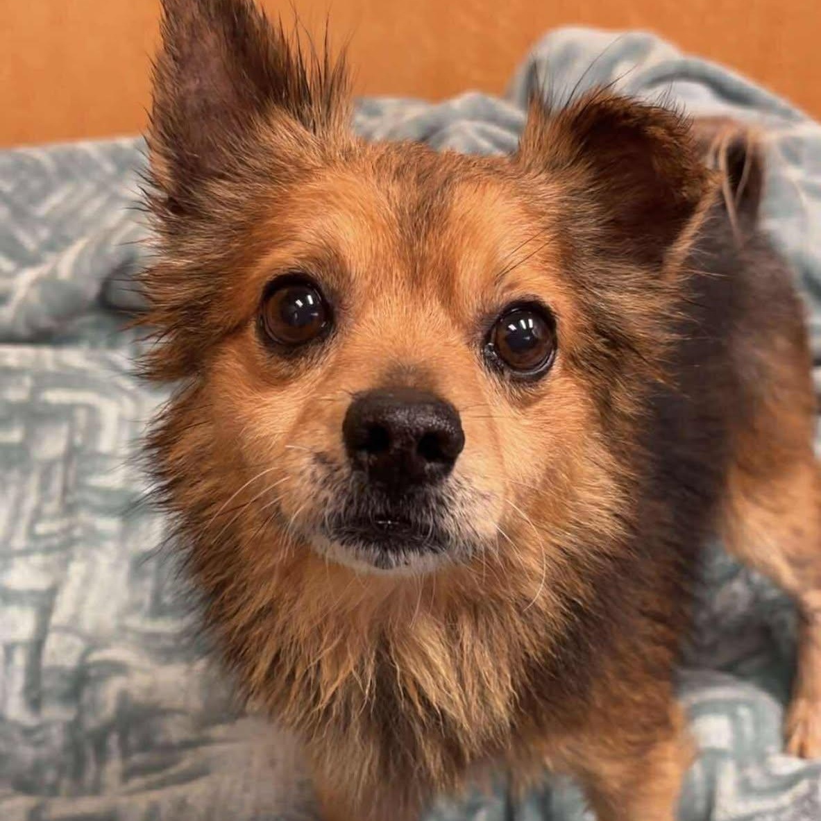 Shab, a Adoptable mixed breed in Valparaiso, IN image 2/2