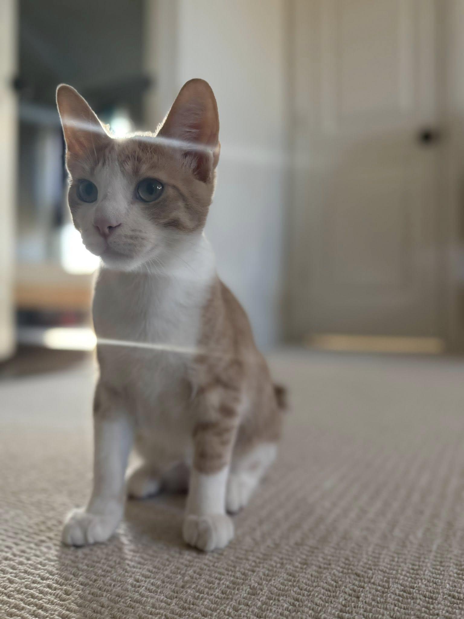 Robin, an adopted Domestic Short Hair in Frisco, TX image 3/4