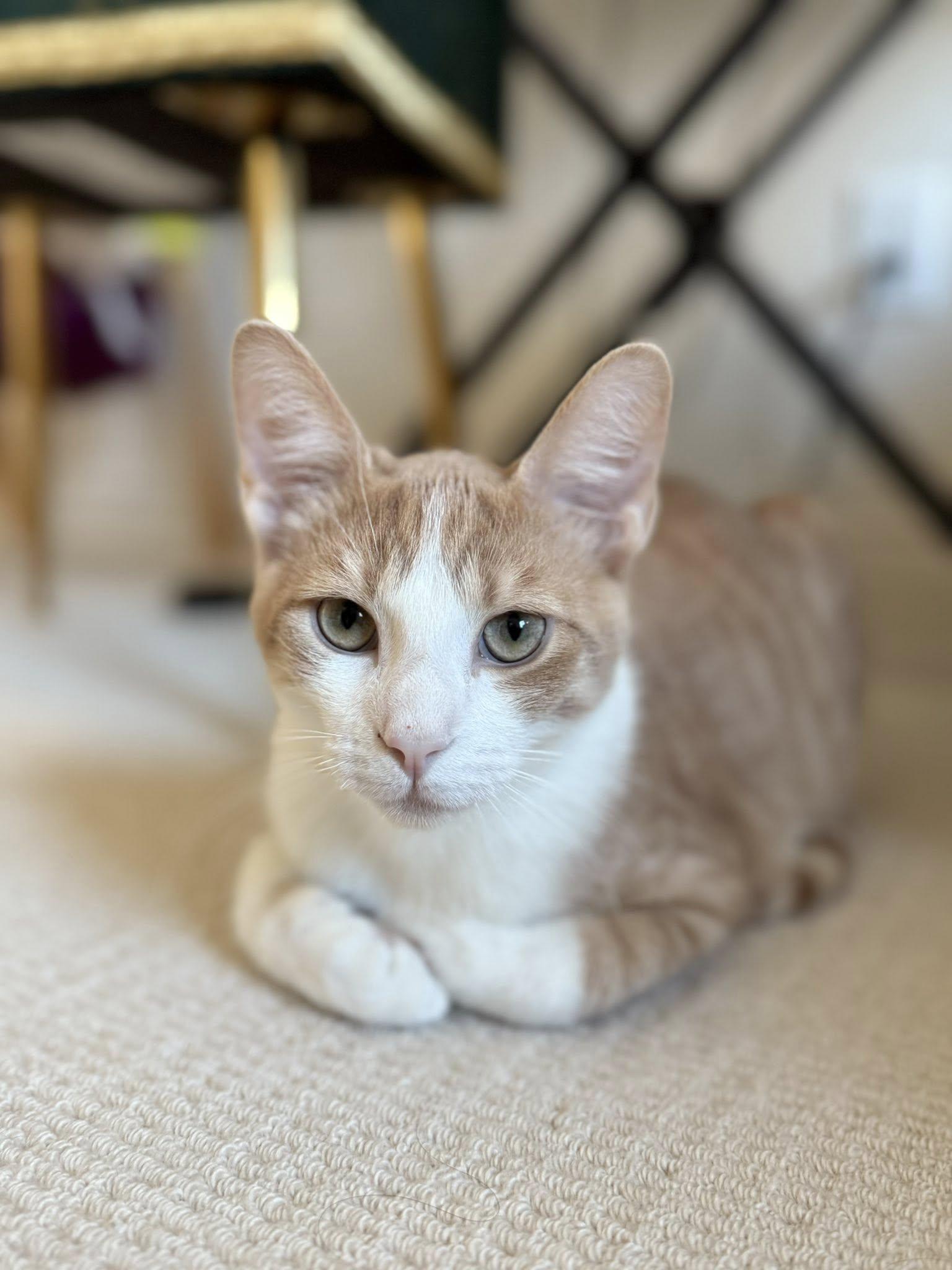 Robin, an adopted Domestic Short Hair in Frisco, TX image 4/4