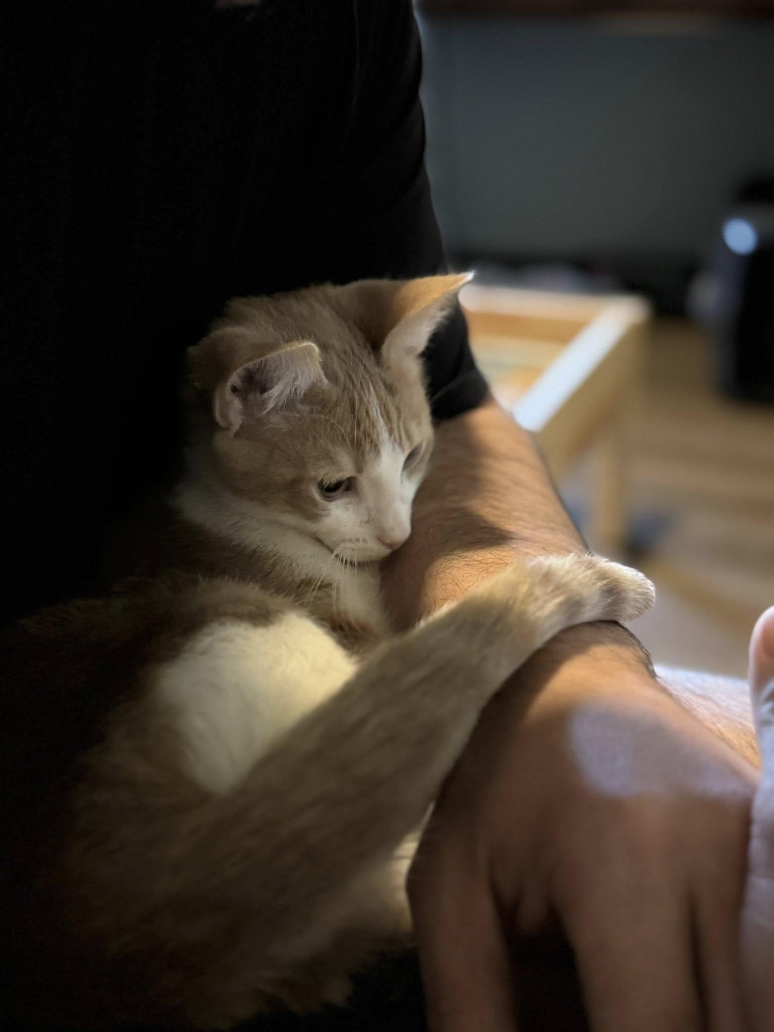 Robin, ADOPTABLE, Young Male Domestic Short Hair.