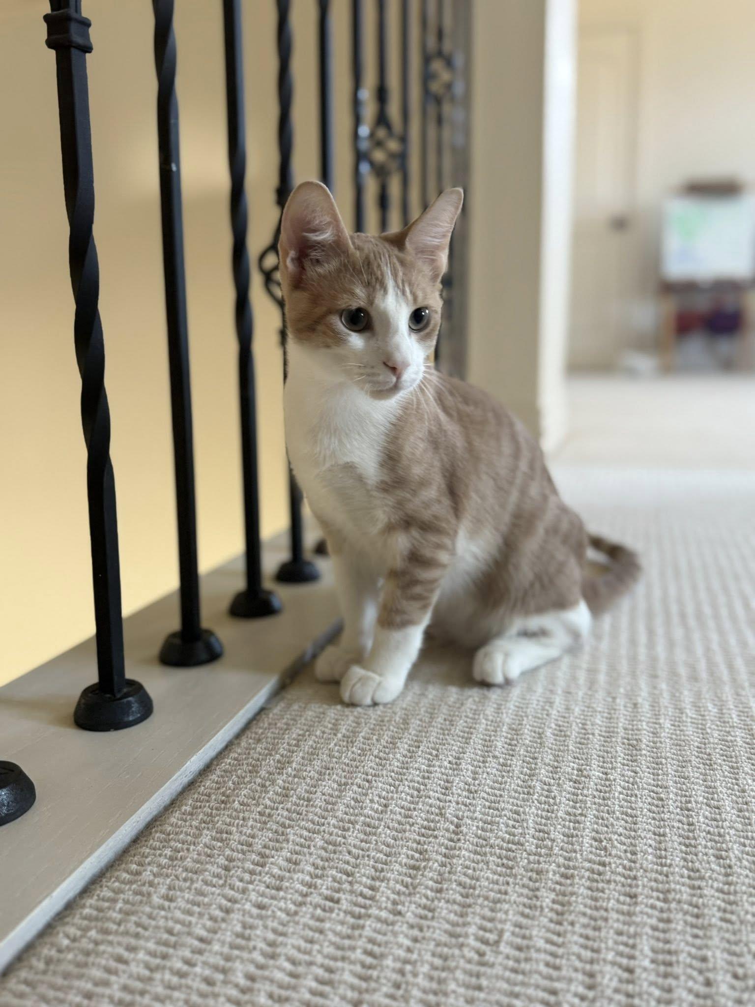 Robin, an adopted Domestic Short Hair in Frisco, TX image 2/4