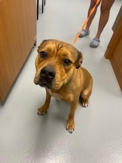 Enlarge JURY, a Adoptable Mixed Breed in Saint Cloud, FL image 1/1