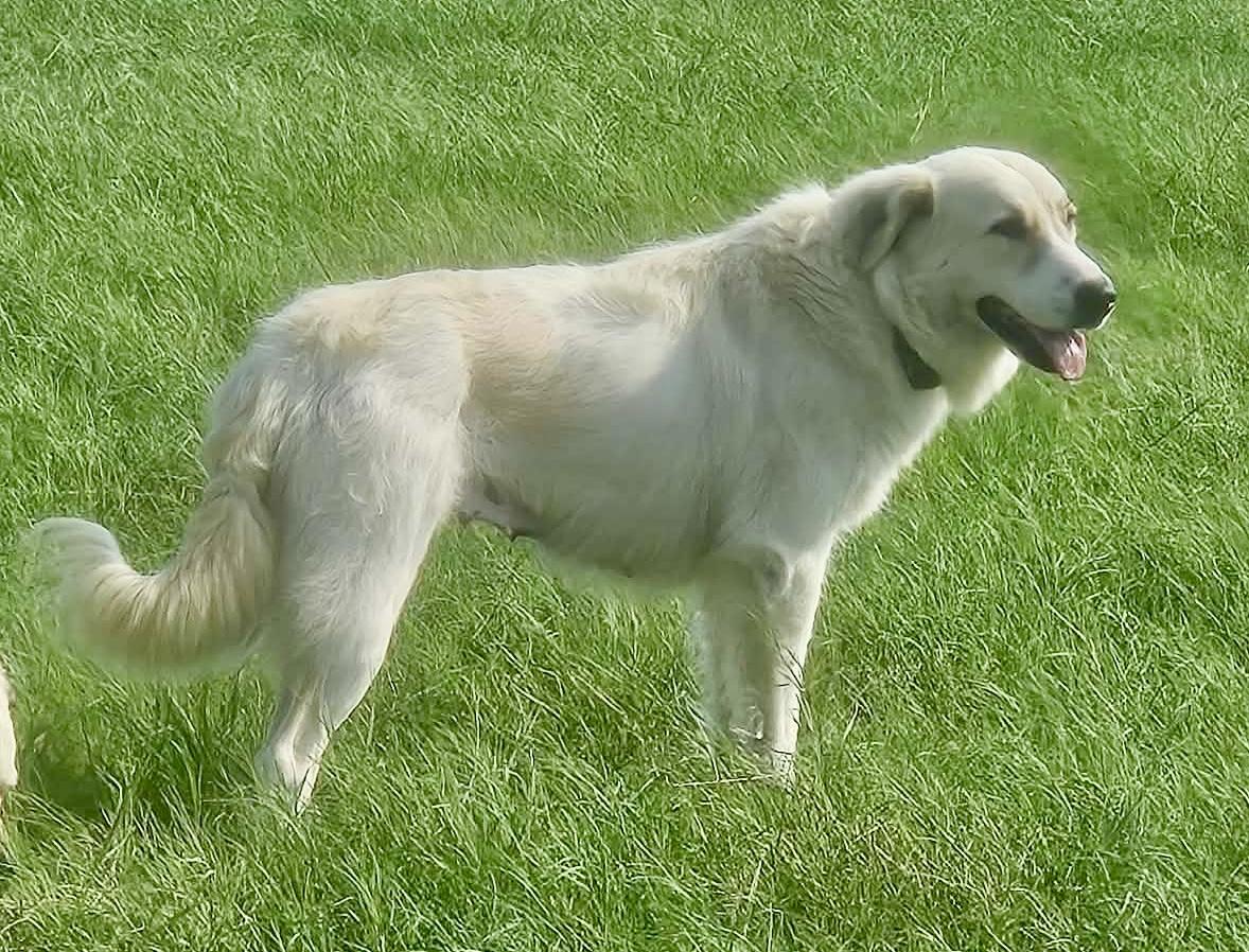 Enlarge Lucy, a Adoptable mixed breed in Hartford, CT image 4/6