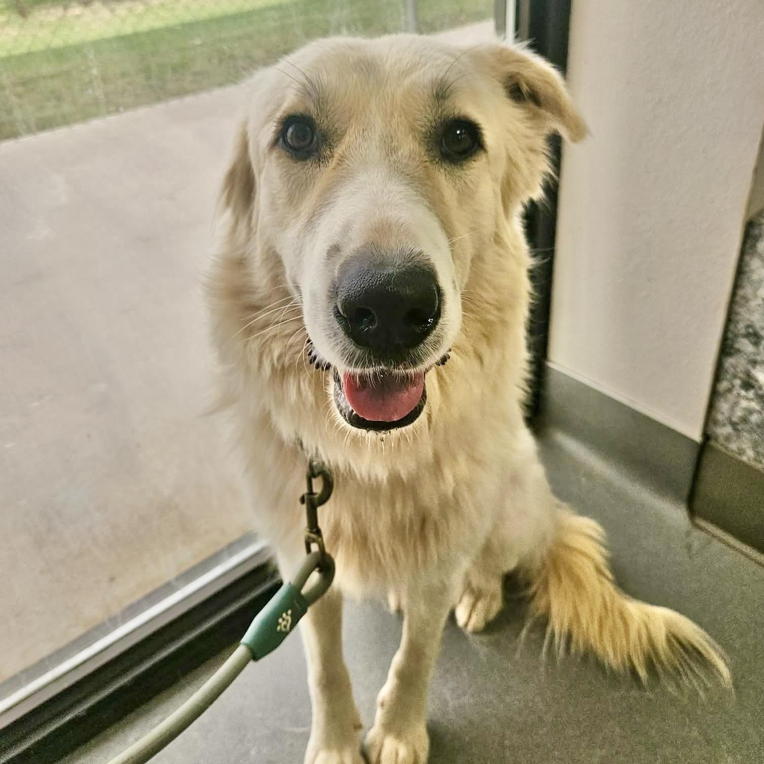 Enlarge Lucy, a Adoptable mixed breed in Hartford, CT image 3/6