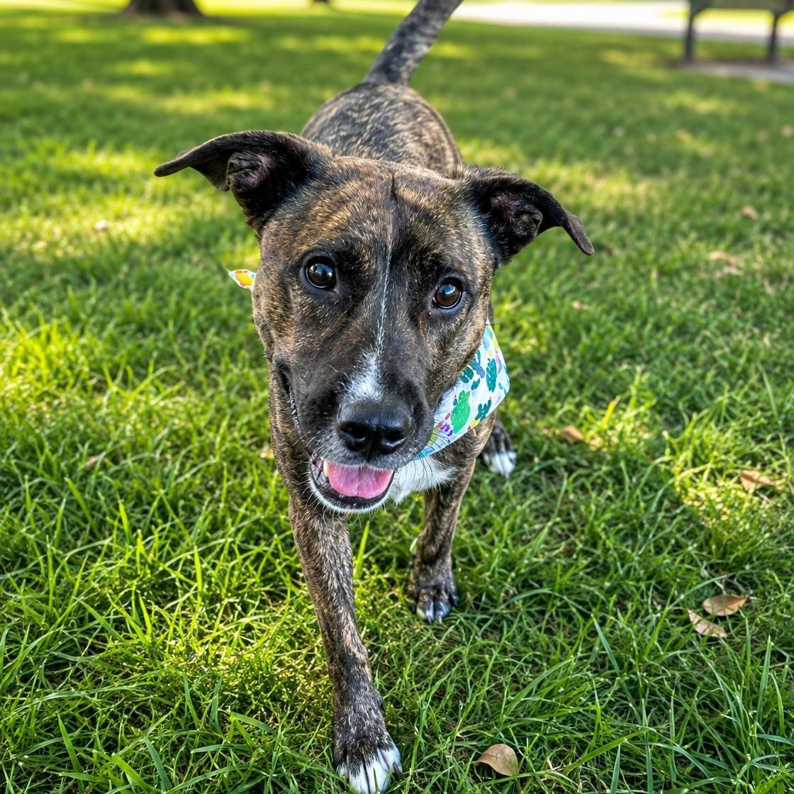 Enlarge Sophie - Affectionate, Cuddle, Loving Girl, Great w/ Dogs & Kids. Fosterered W Roxbury, MA, a Adoptable mixed breed in South Burlington, VT image 5/6
