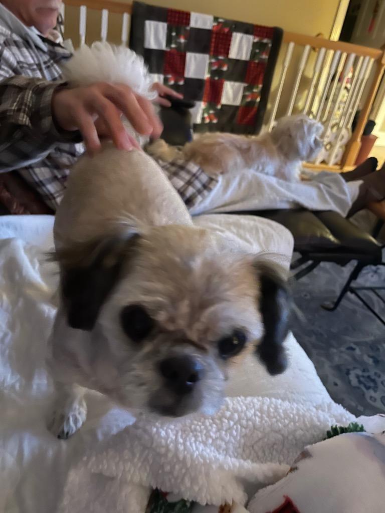 CHLOE, Adopted, Senior Female Shih Tzu.