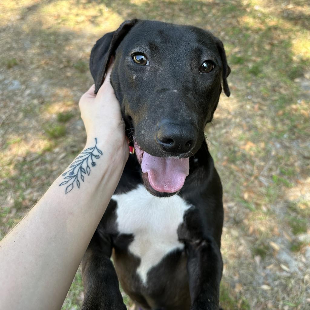 Enlarge Georgia, a Adoptable mixed breed in Titusville, FL image 1/4
