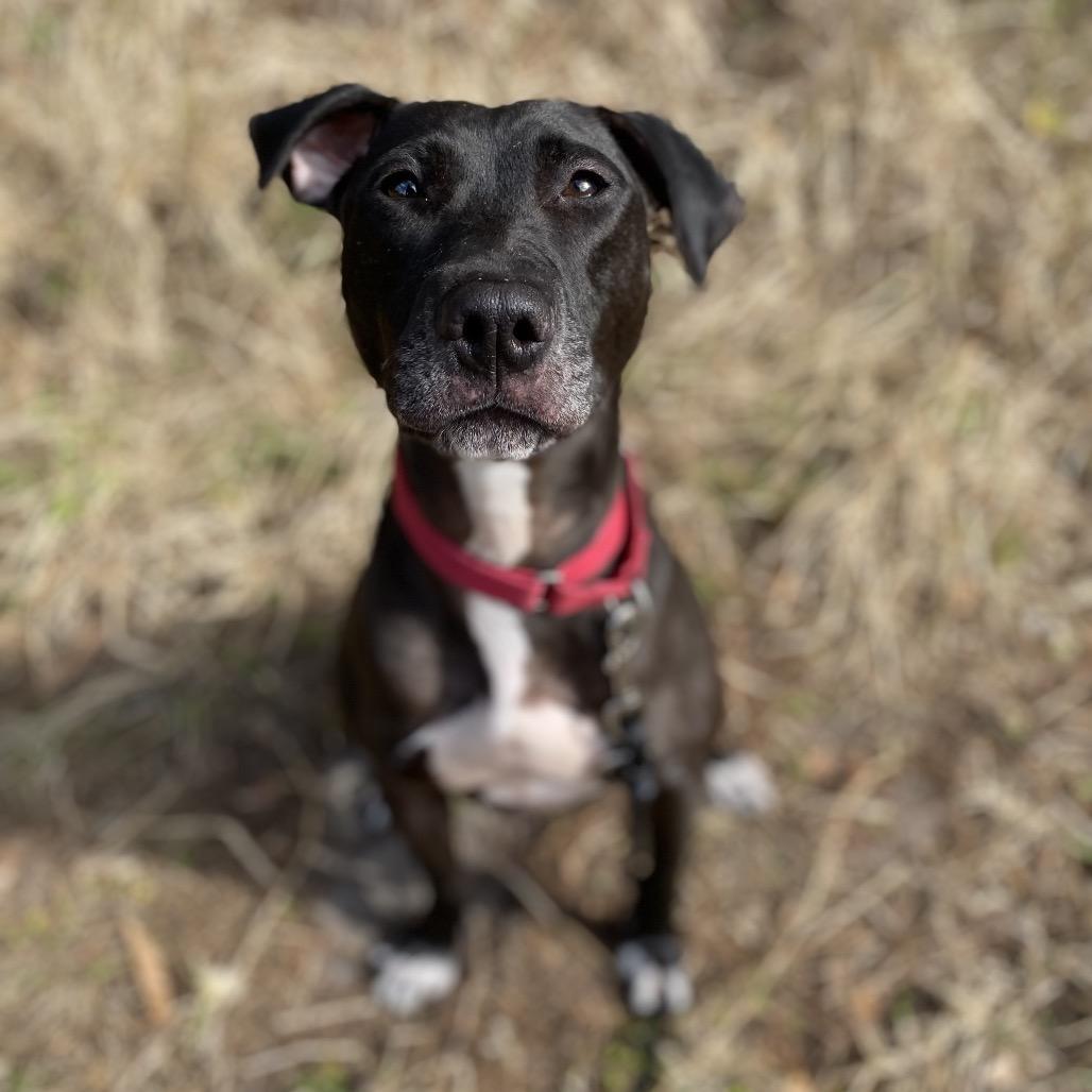 Georgia, a Adoptable mixed breed in Titusville, FL image 2/6