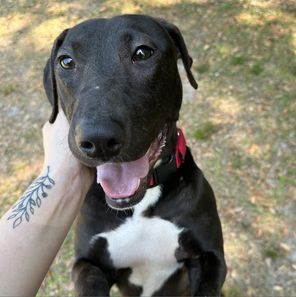 Enlarge Georgia, a Adoptable mixed breed in Titusville, FL image 2/4