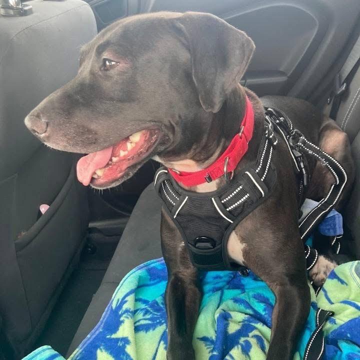 Enlarge Georgia, a Adoptable mixed breed in Titusville, FL image 5/5