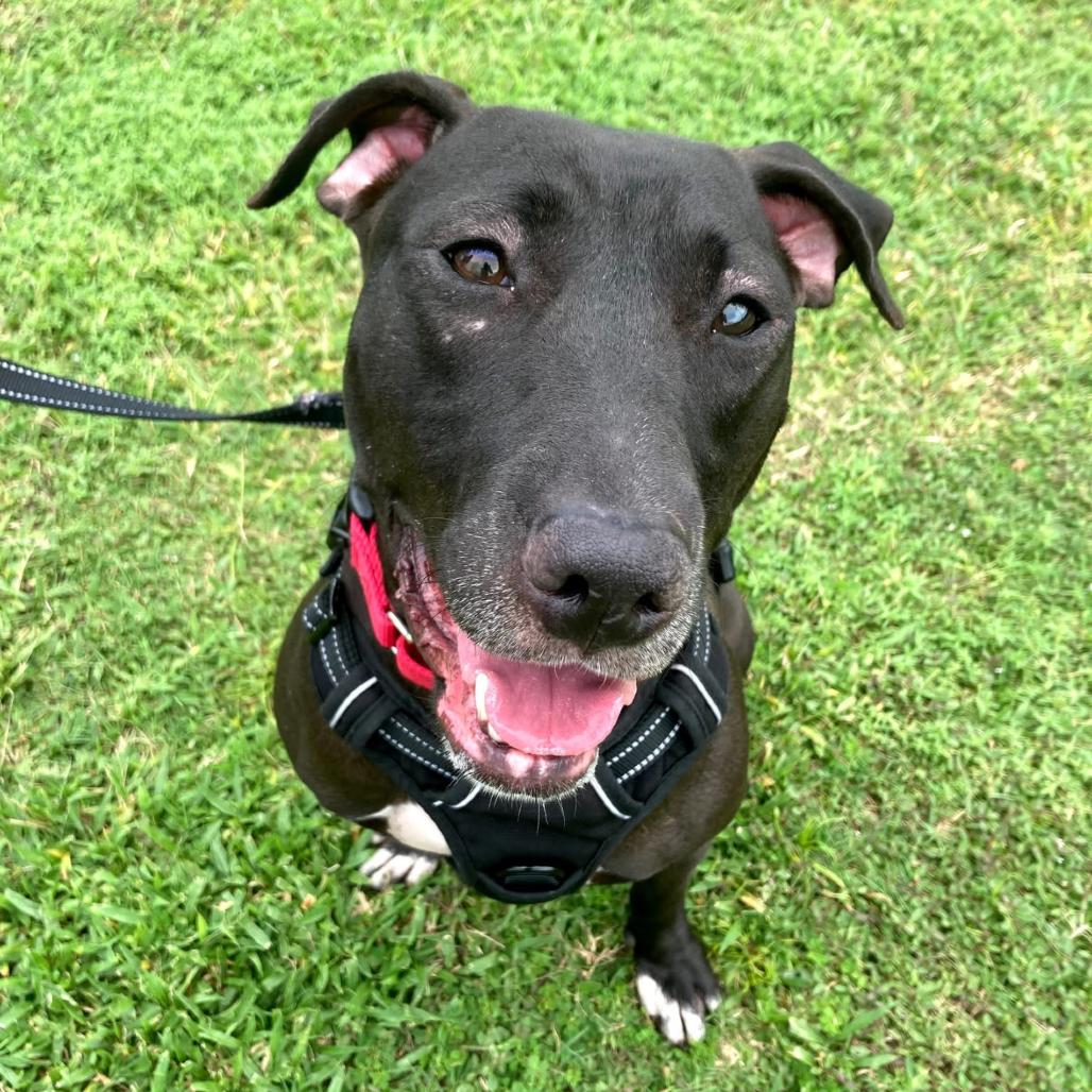 Enlarge Georgia, a Adoptable mixed breed in Titusville, FL image 3/4