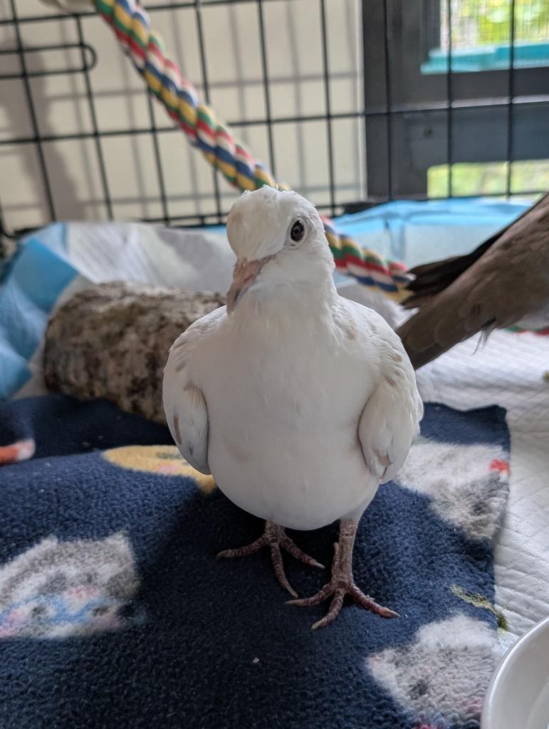 Bunny, Adoptable, Young Male Dove.