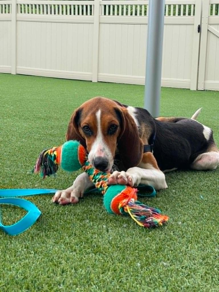 Rogan, Adoptable, Adult Male Coonhound.