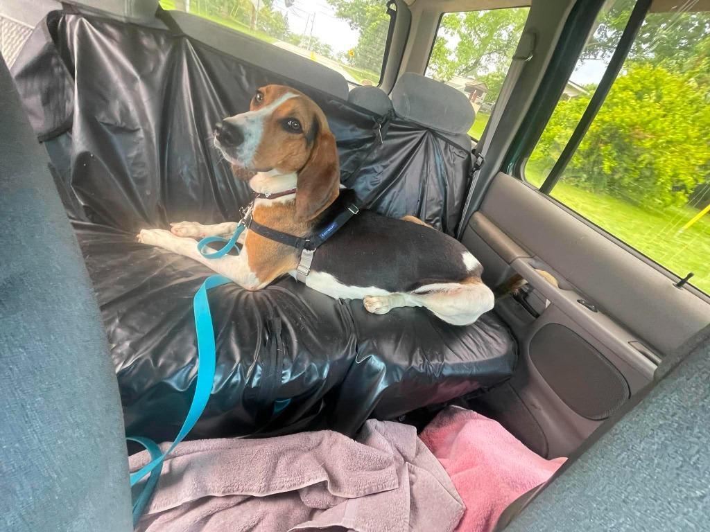 Enlarge Rogan, a Adoptable Coonhound in Hamilton, OH image 2/2