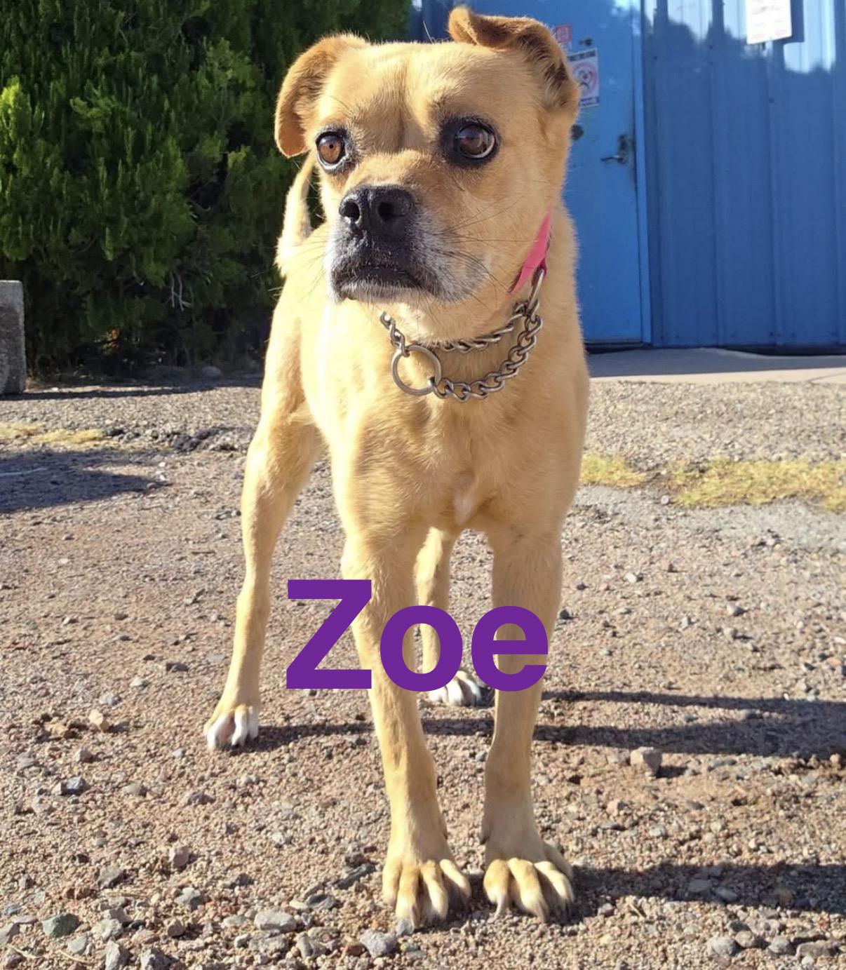 Zoe, ADOPTABLE, Senior Female Pug.