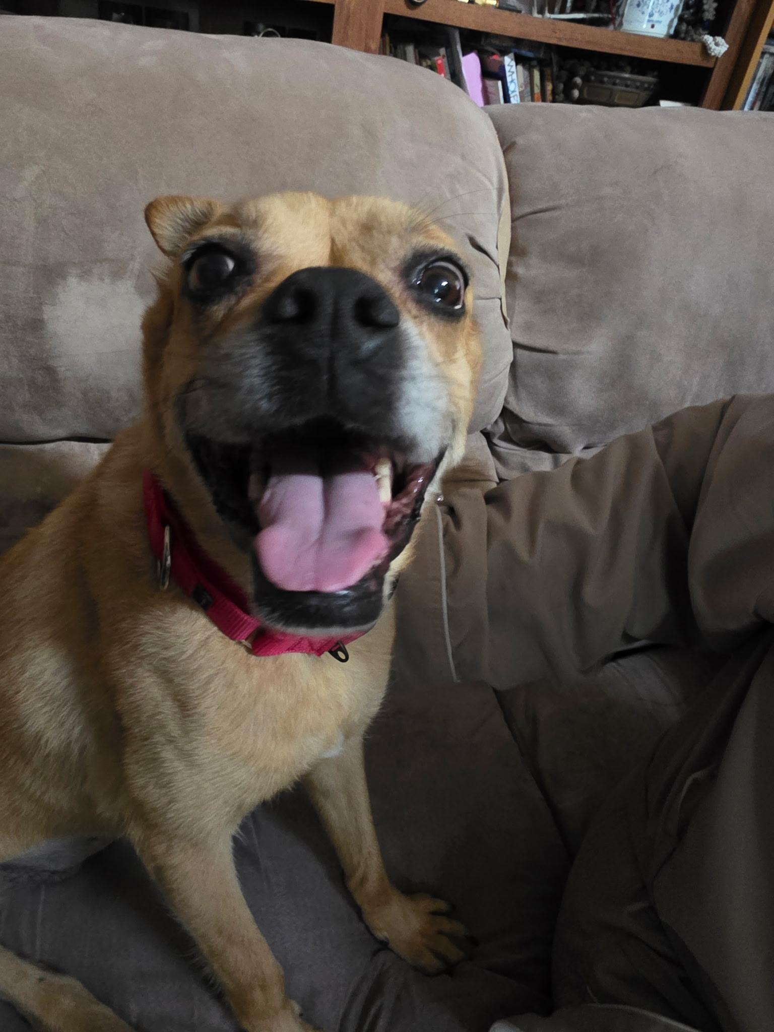 Enlarge Zoe, a ADOPTABLE mixed breed in Sierra Vista, AZ image 3/3