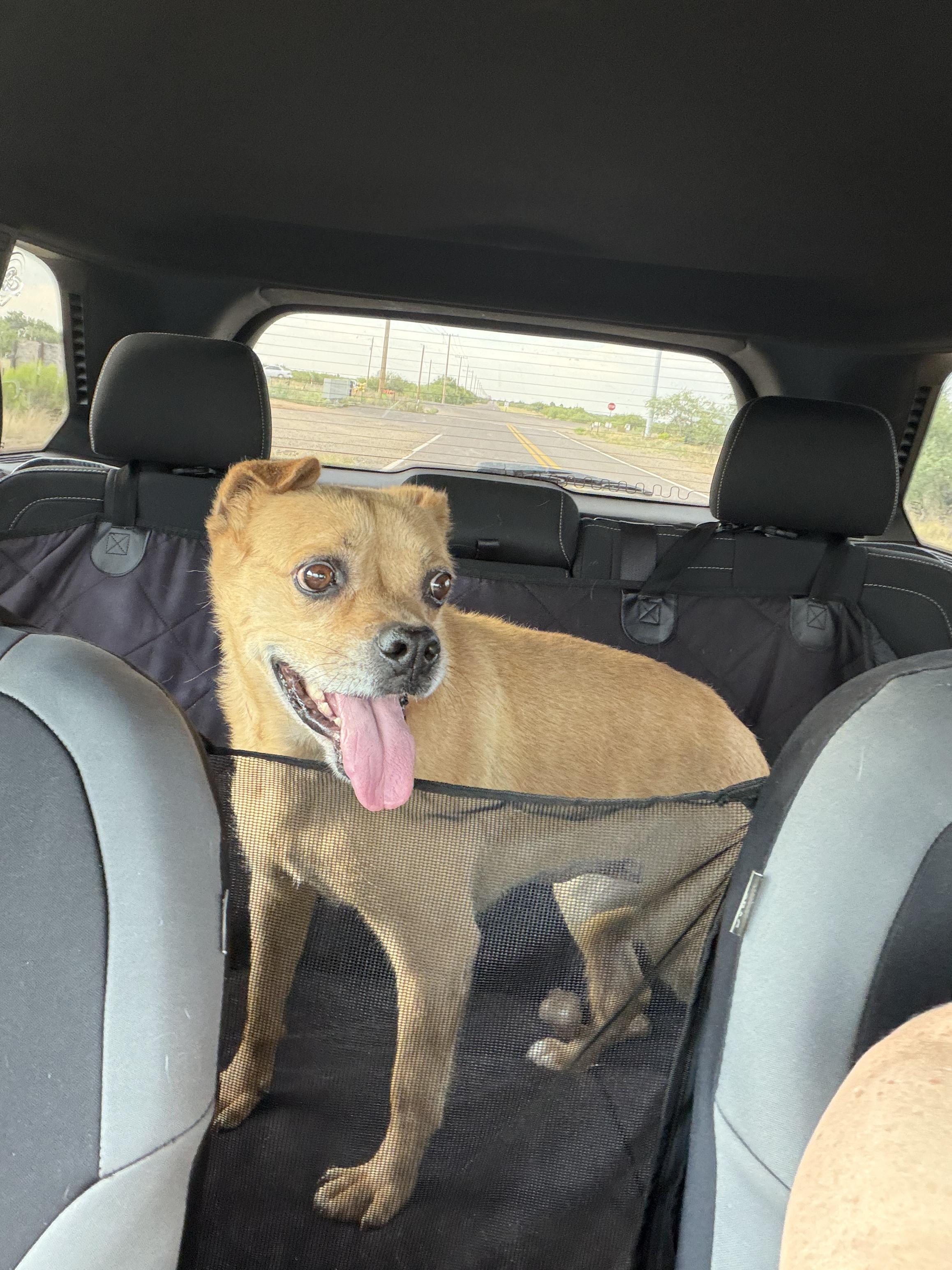 Enlarge Zoe, a ADOPTABLE mixed breed in Sierra Vista, AZ image 2/3