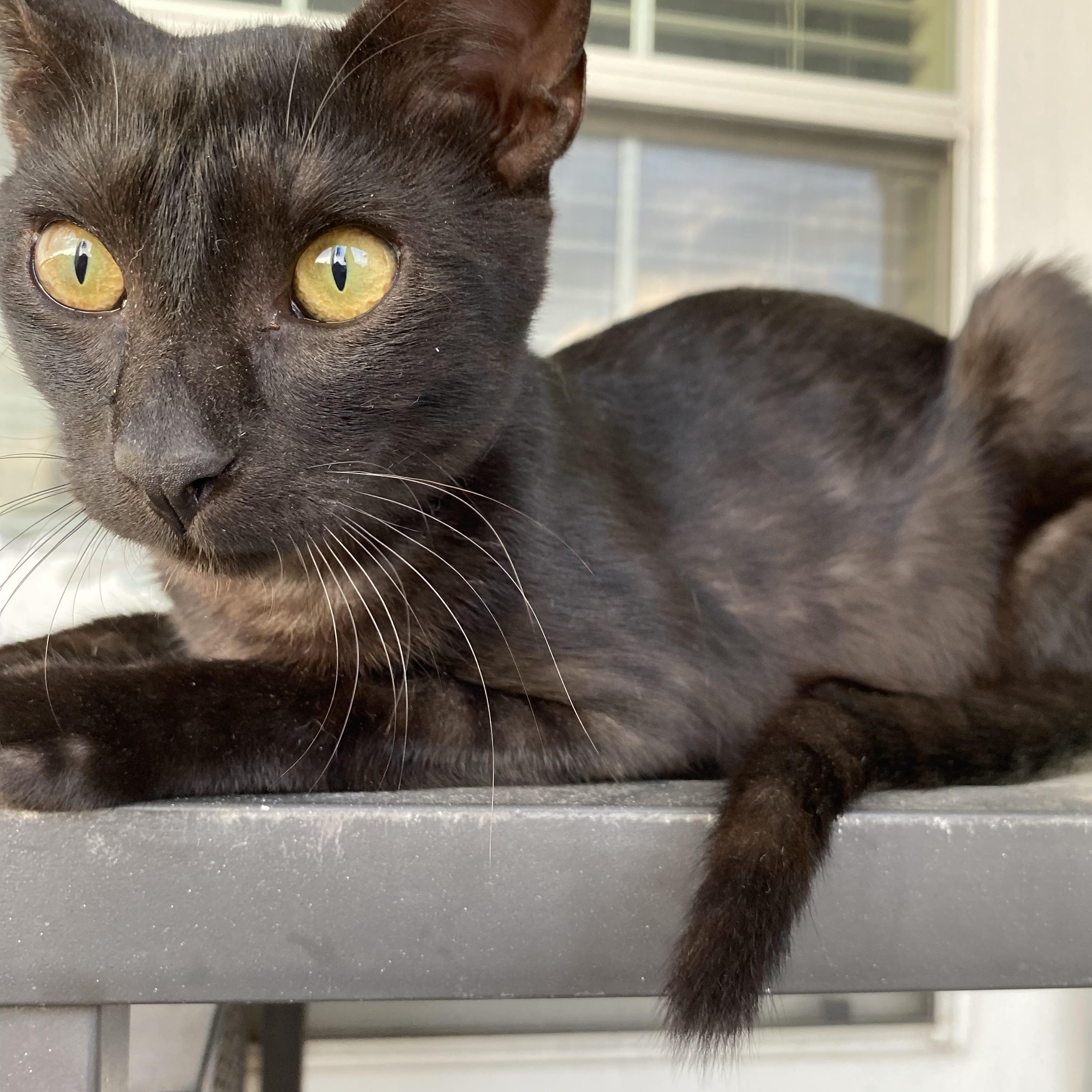 Bu, an adoptable Domestic Short Hair in Calumet, MI, 49913 | Photo Image 6
