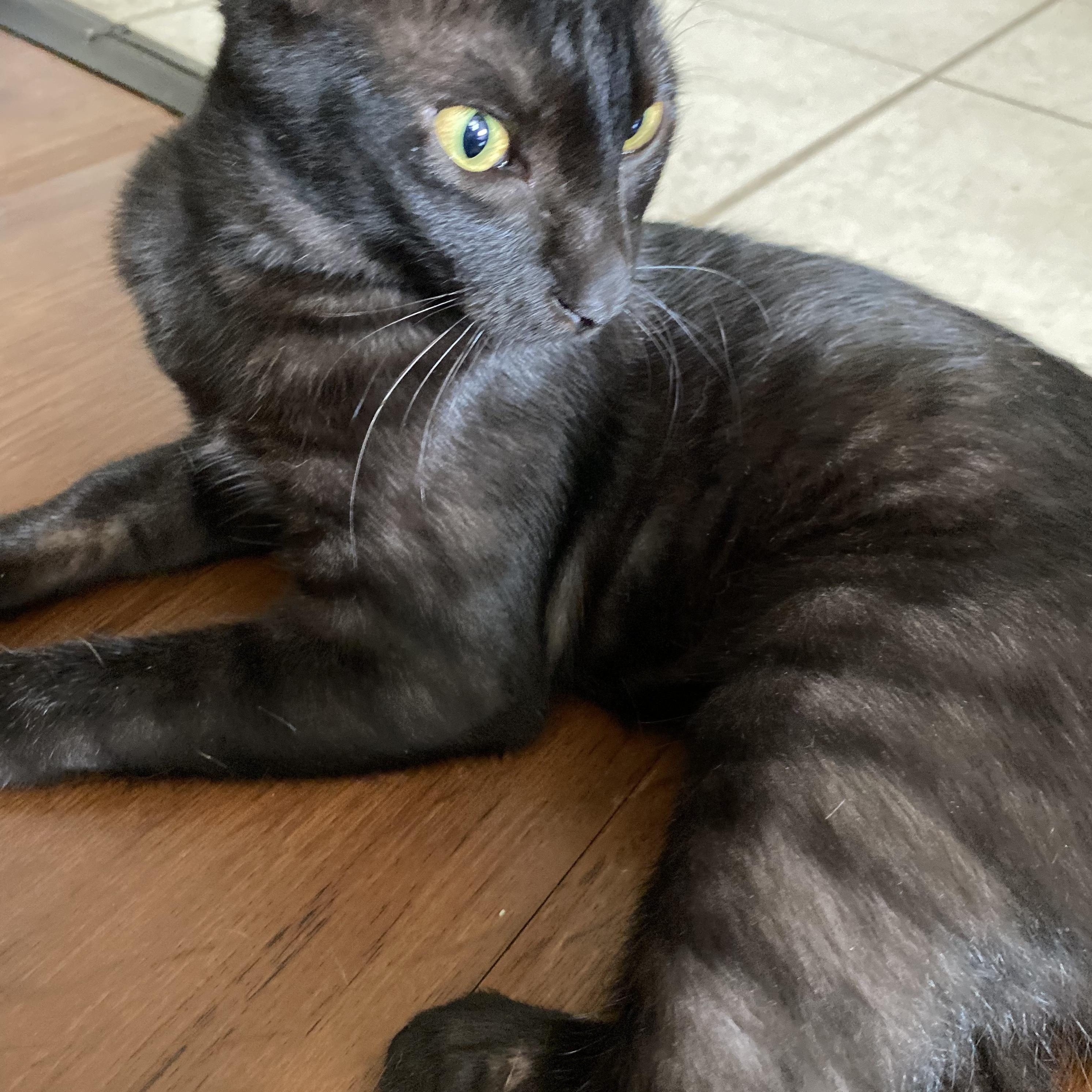 Bu, an adoptable Domestic Short Hair in Calumet, MI, 49913 | Photo Image 4