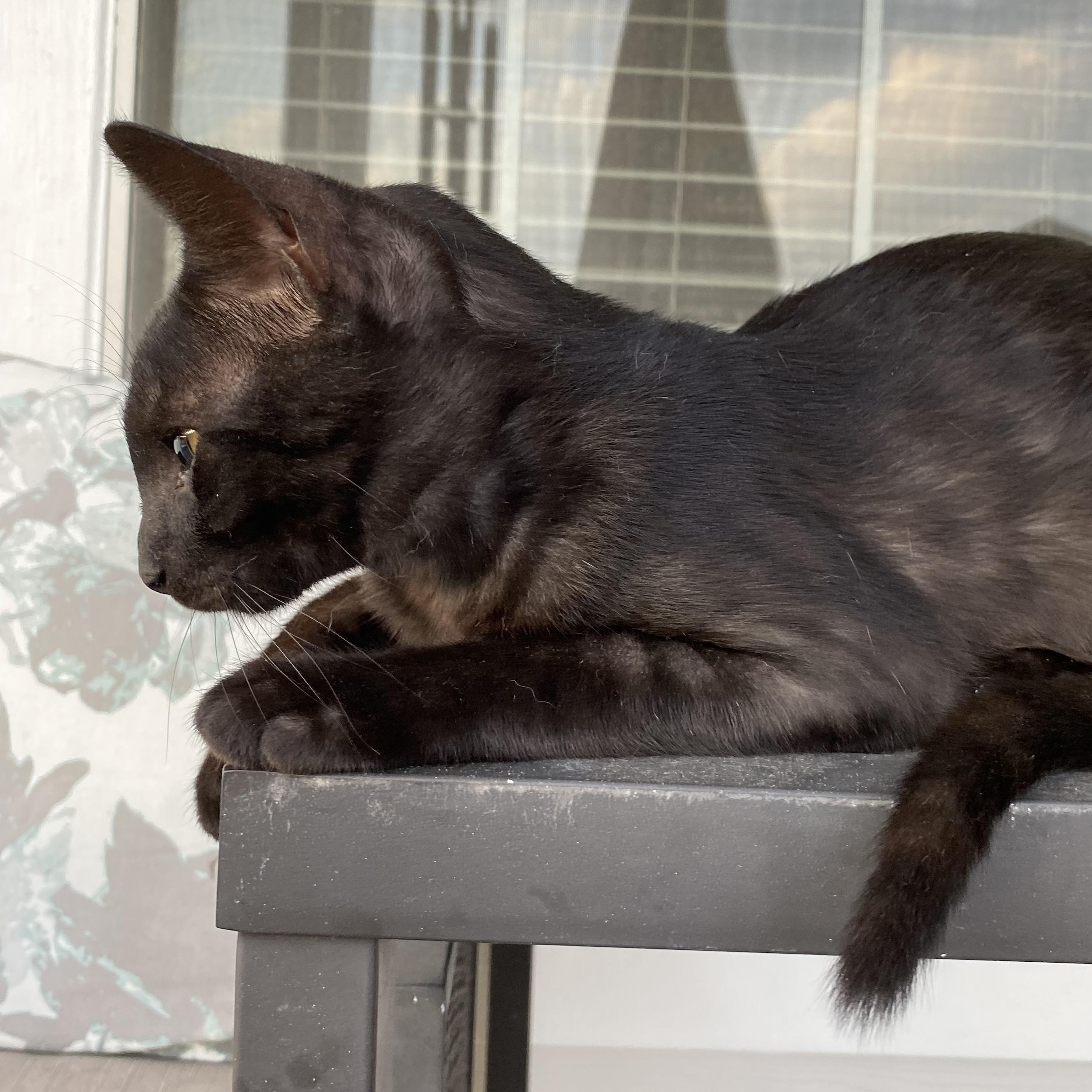 Bu, an adoptable Domestic Short Hair in Calumet, MI, 49913 | Photo Image 5