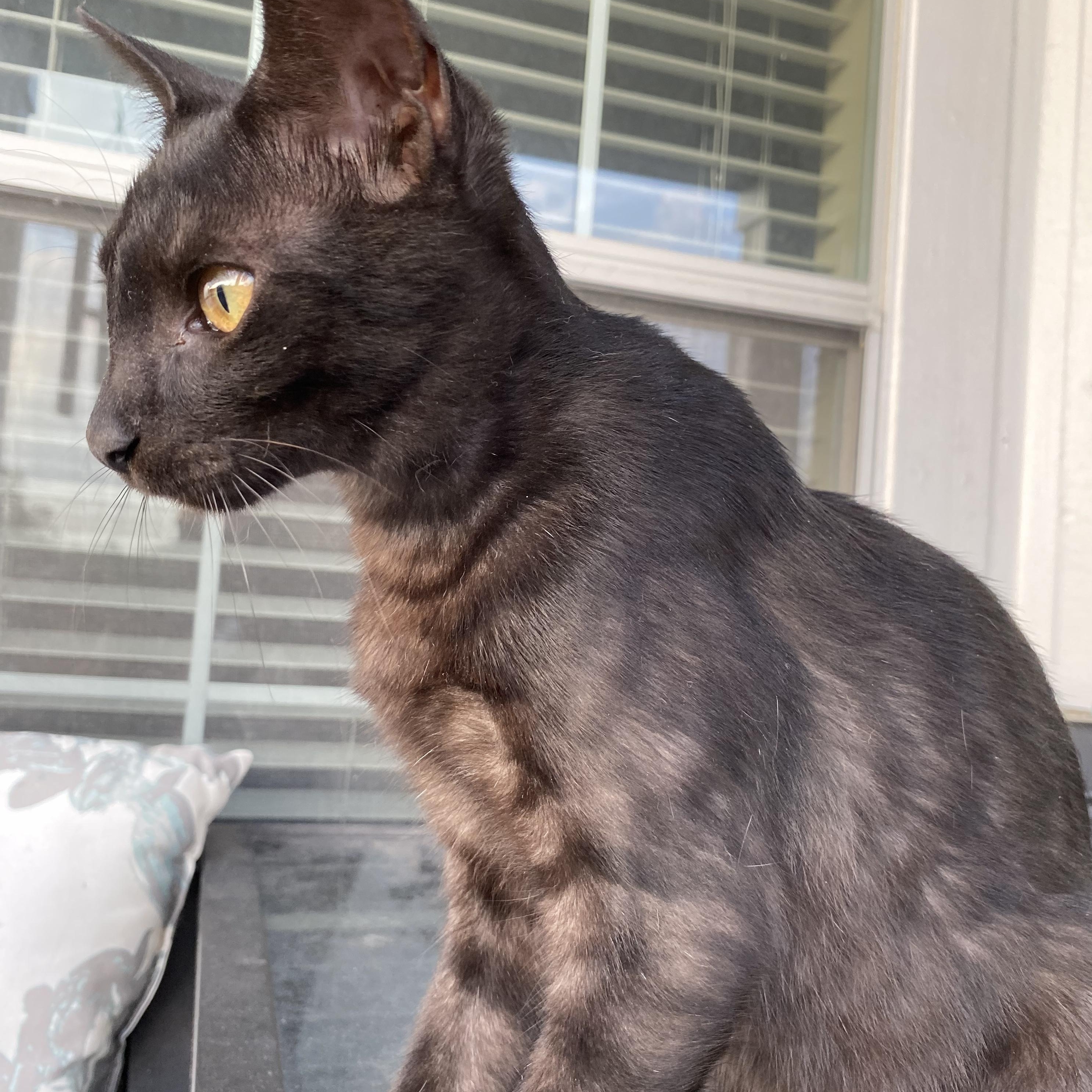 Bu, an adoptable Domestic Short Hair in Calumet, MI, 49913 | Photo Image 3