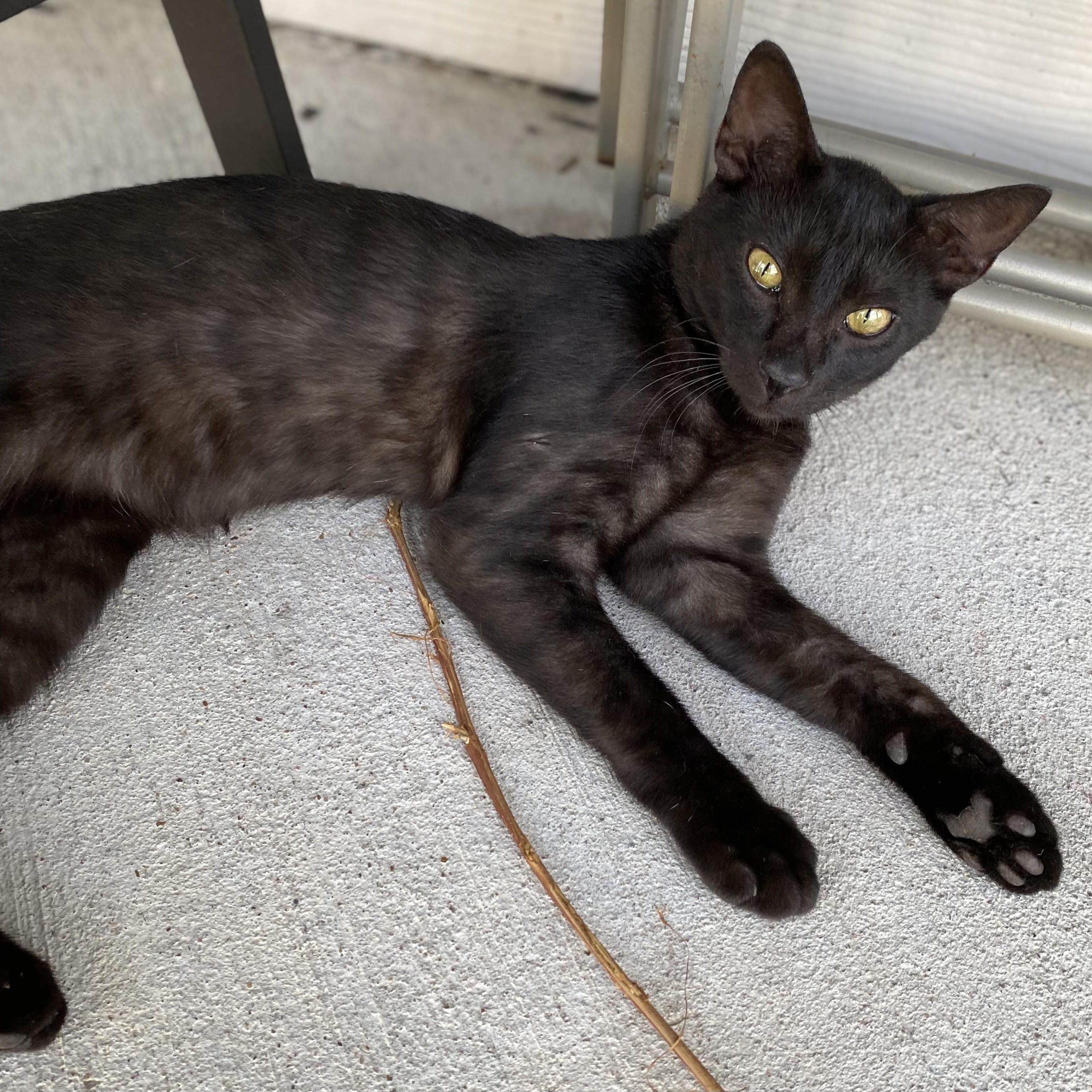 Bu, an adoptable Domestic Short Hair in Calumet, MI, 49913 | Photo Image 1