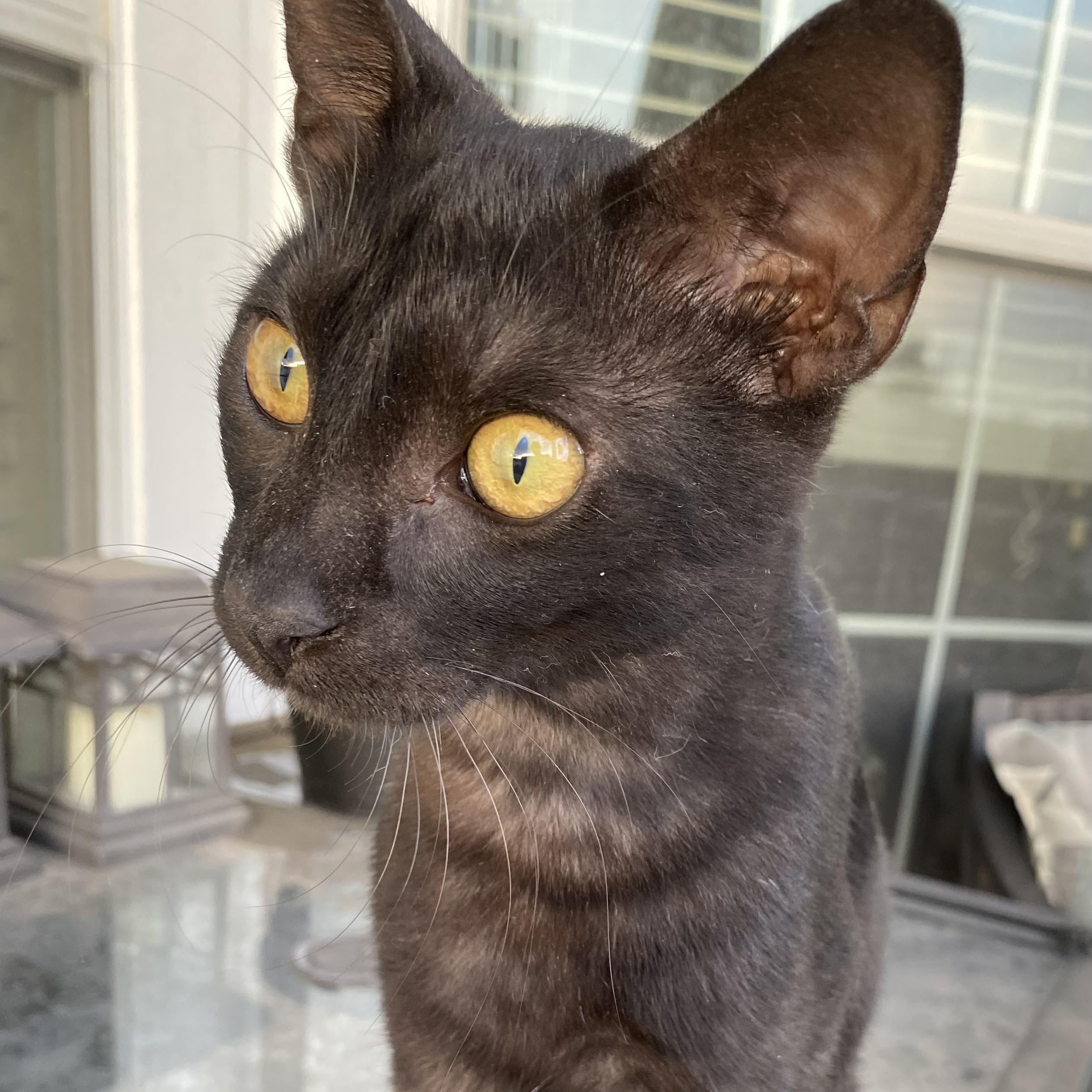 Bu, an adoptable Domestic Short Hair in Calumet, MI, 49913 | Photo Image 2
