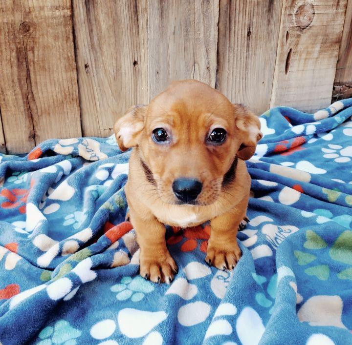 Macaroni, Adopted, Adult Male Yorkshire Terrier & Dachshund.
