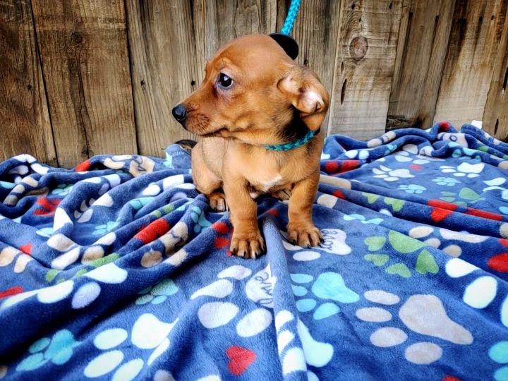 Enlarge Macaroni, a Adopted mixed breed in Bakersfield, CA image 2/3