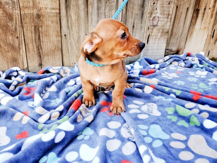 Enlarge Macaroni, a Adopted mixed breed in Bakersfield, CA image 3/3